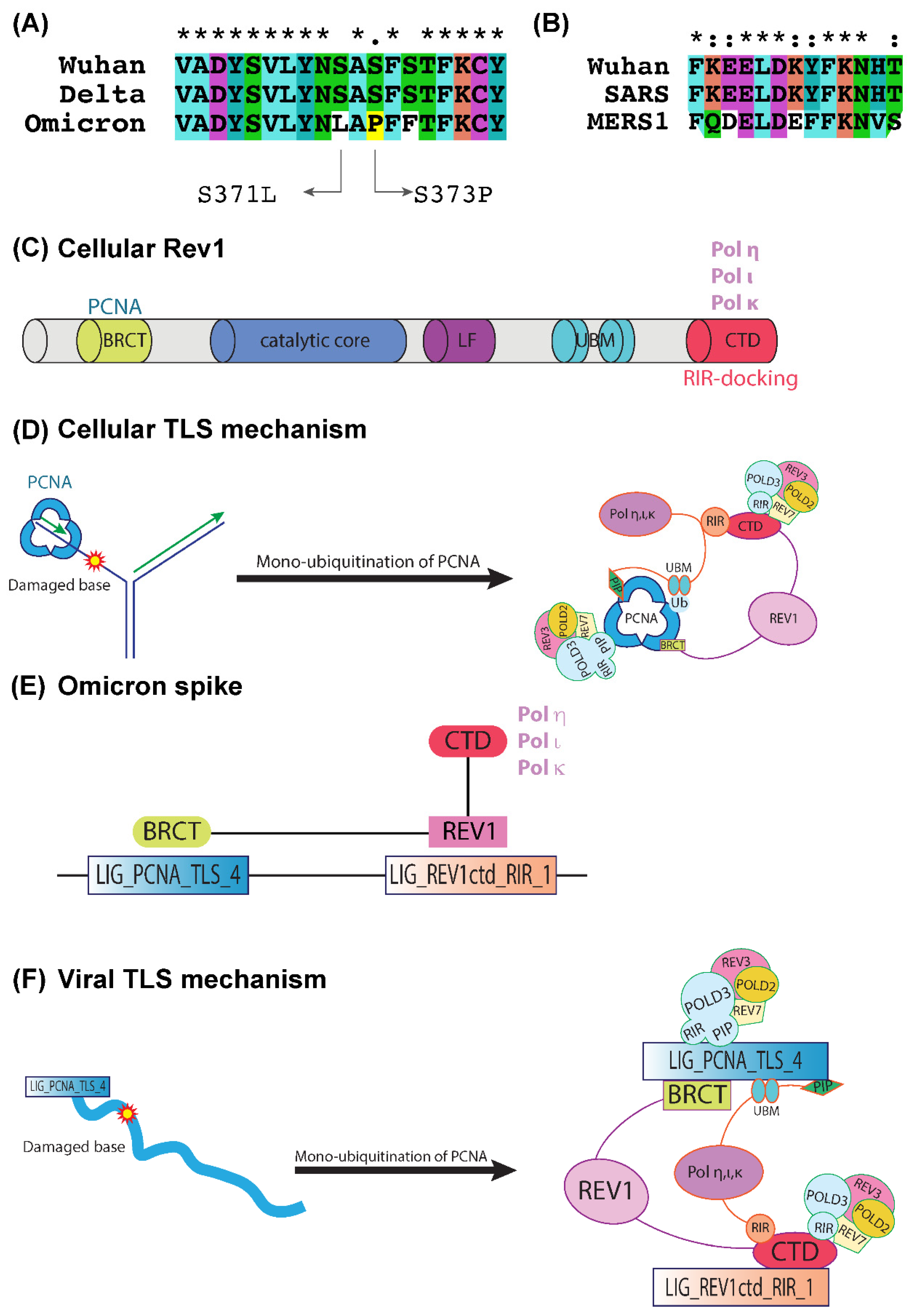 Ijms 23 08822 g003 550