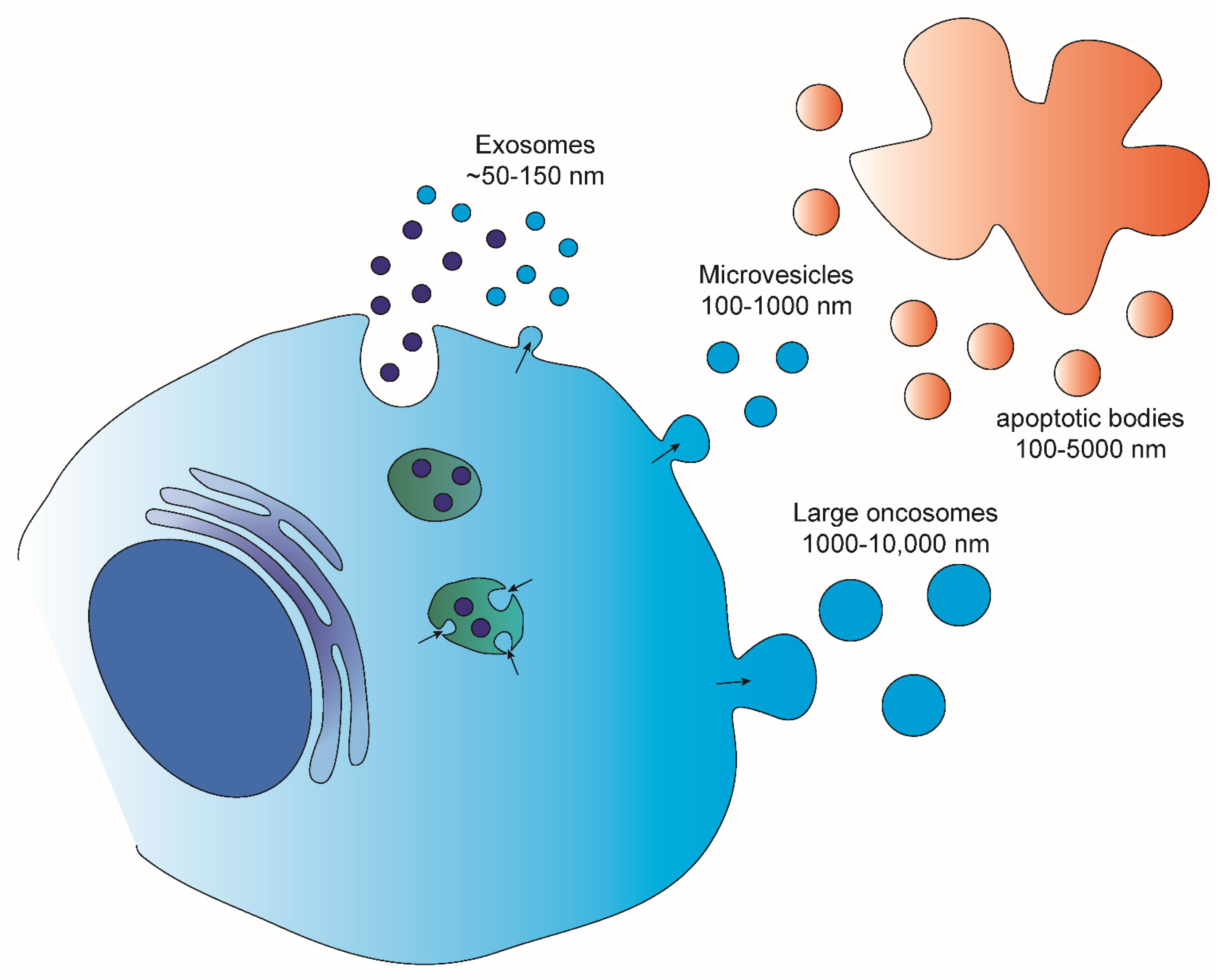 Ijms 23 08827 g001 550