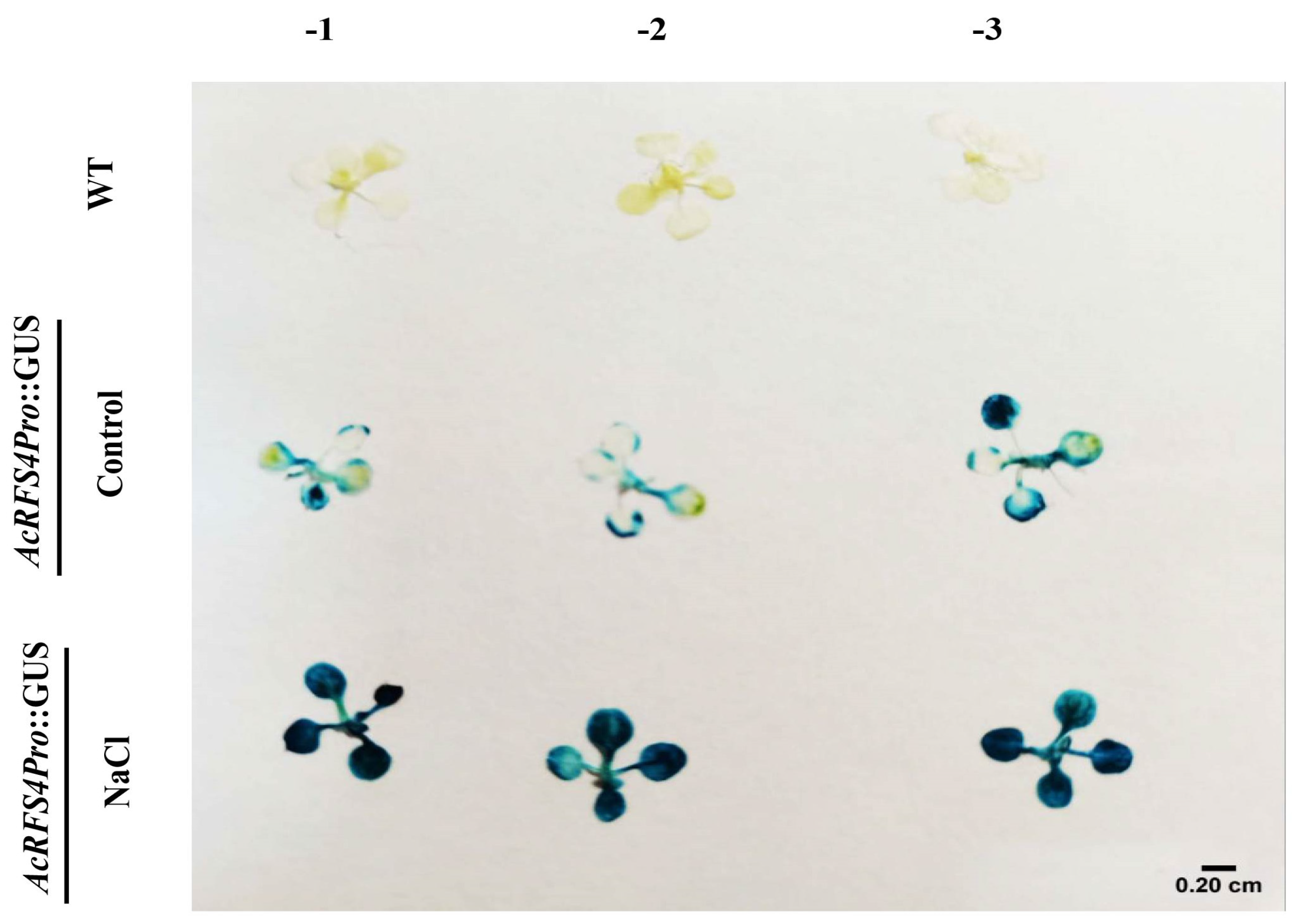 Ijms 23 08836 g008 550