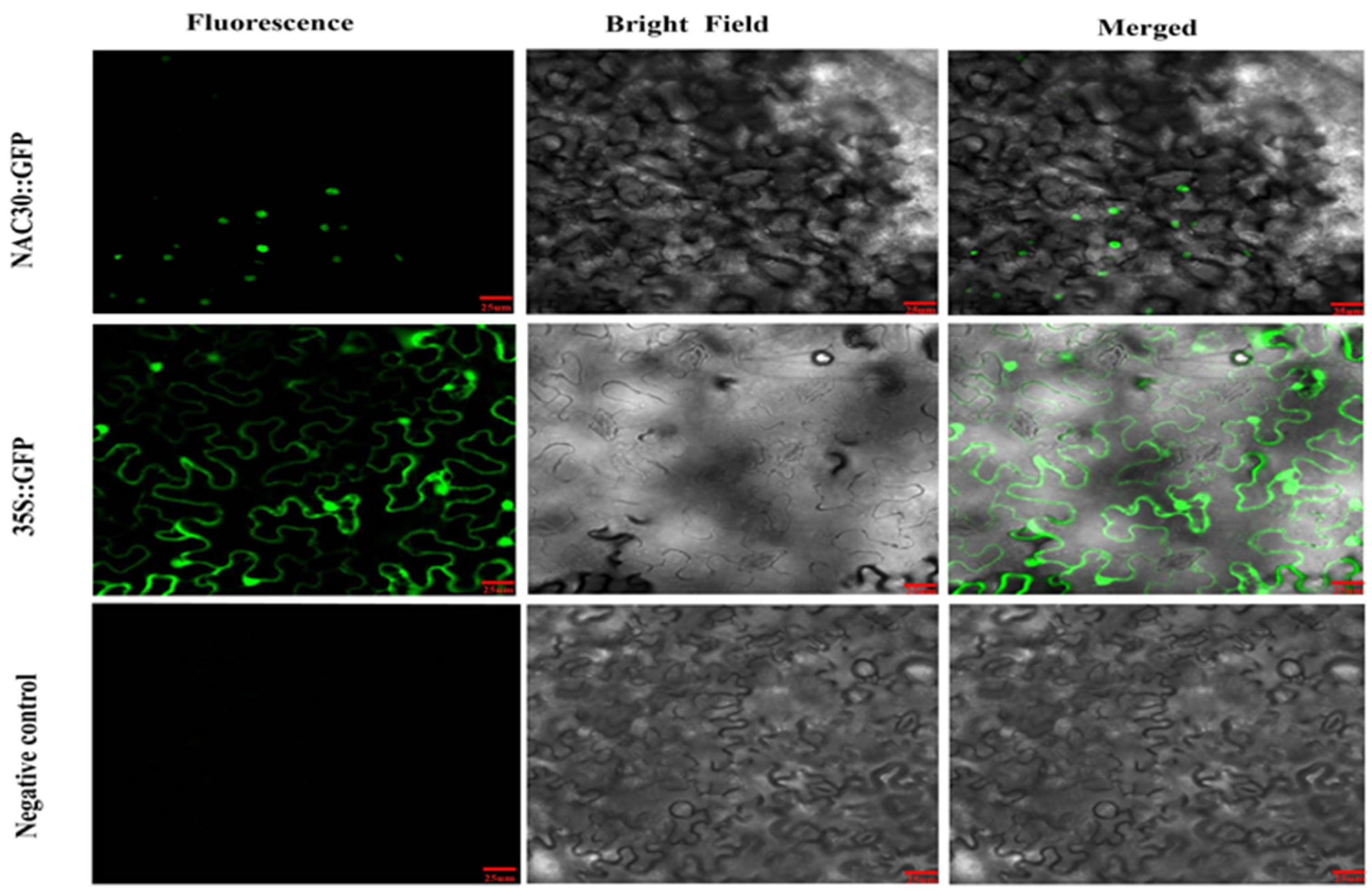 Ijms 23 08836 g010 550