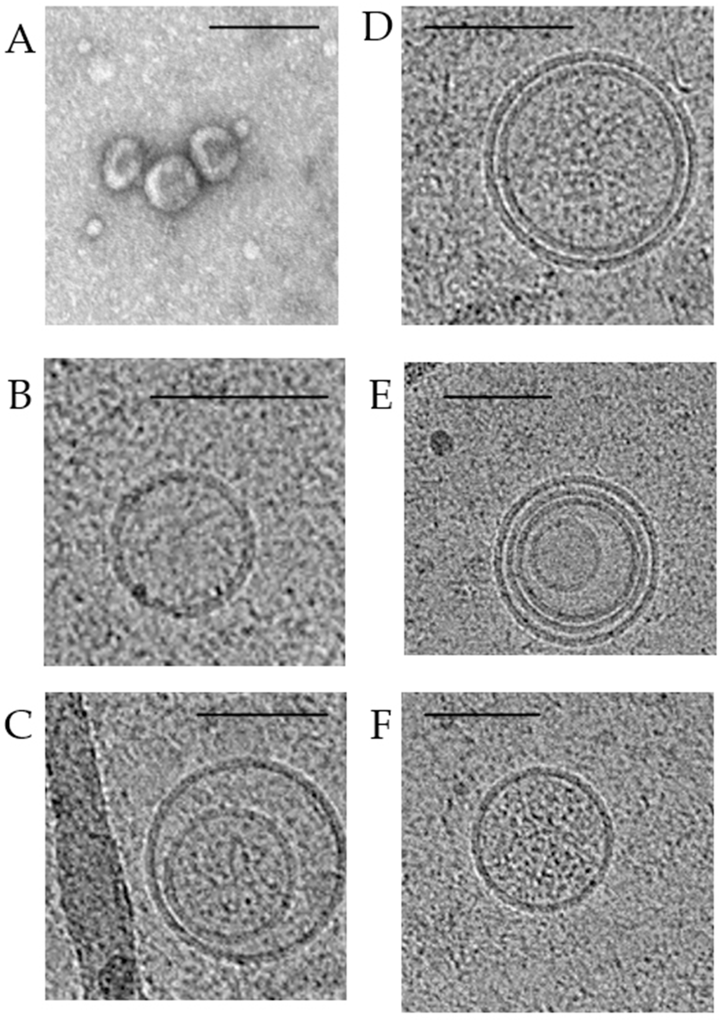Ijms 23 08845 g003 550