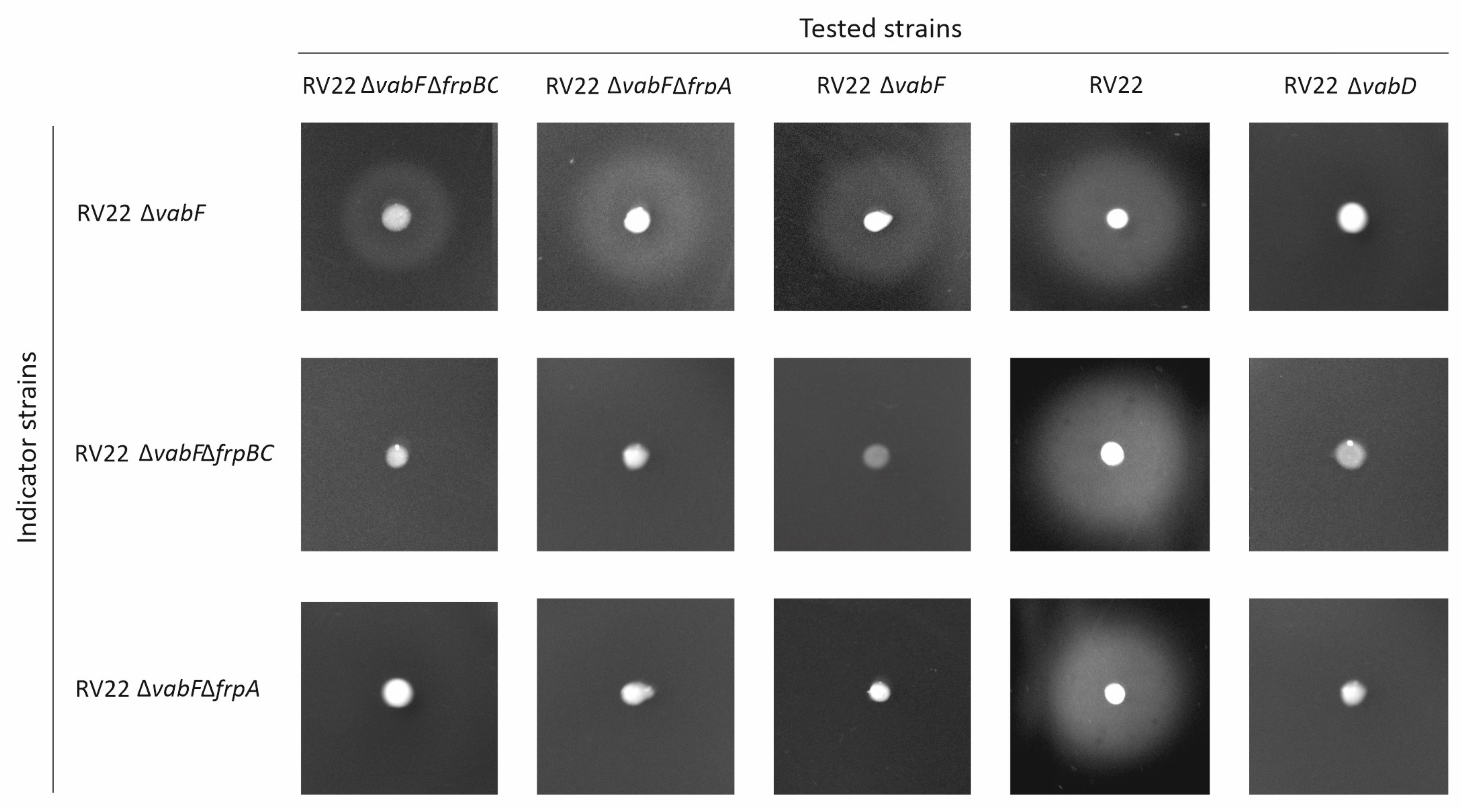 Ijms 23 08865 g005 550