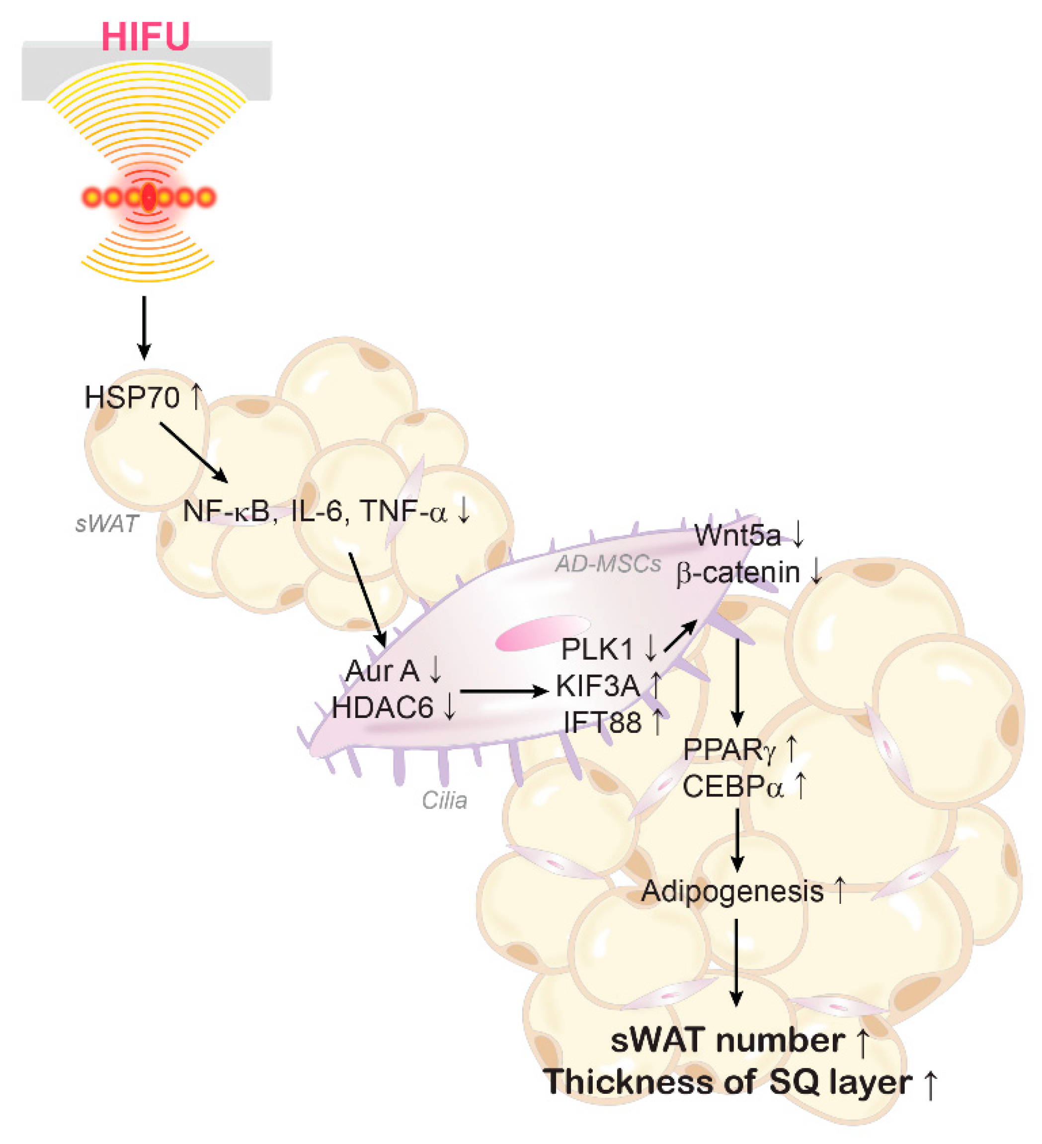 Ijms 23 08866 g005 Ijms 23 08866 g005