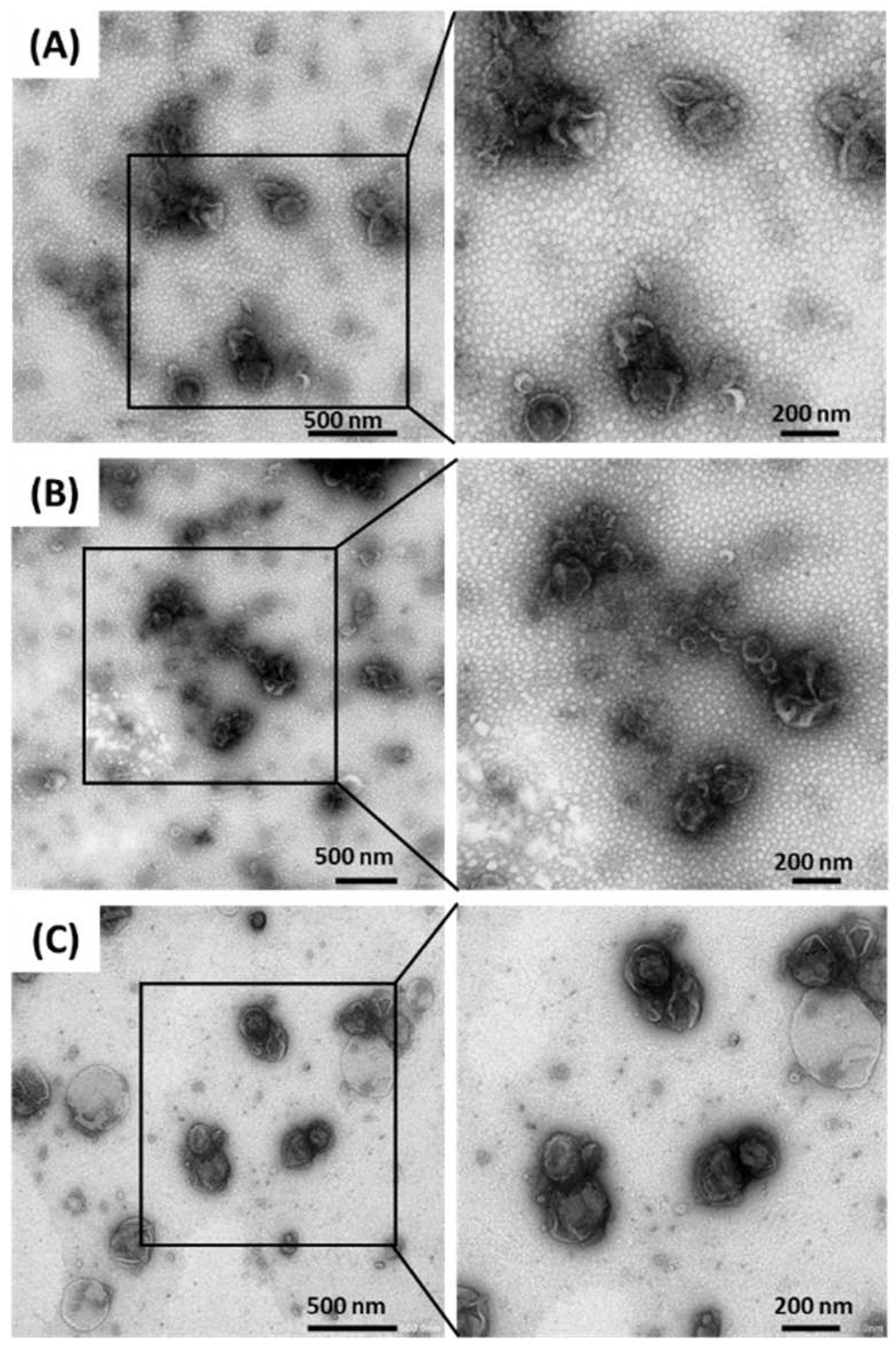 Ijms 23 08868 g004 550