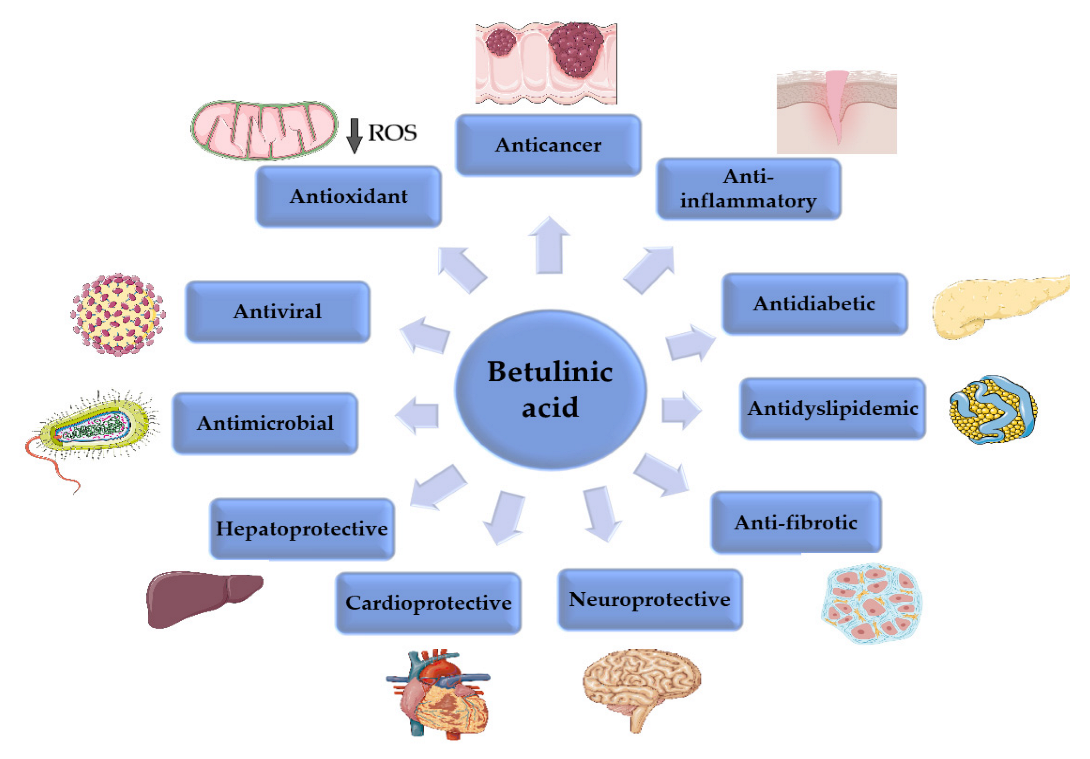 Ijms 23 08896 g003 Ijms 23 08896 g003