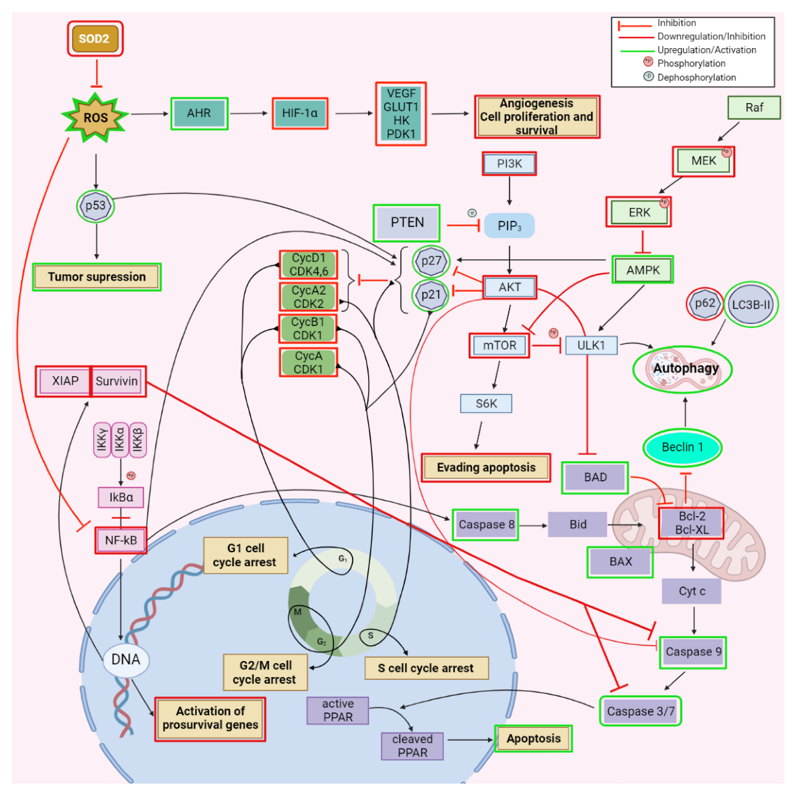 Ijms 23 08896 g004 Ijms 23 08896 g004