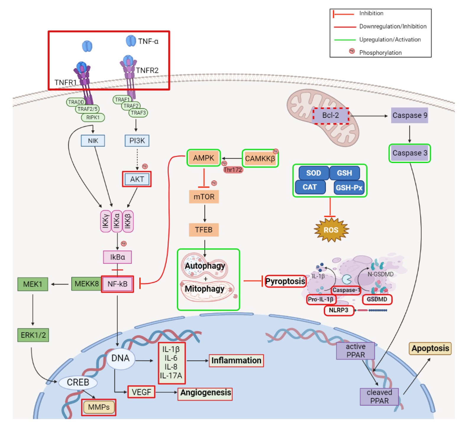 Ijms 23 08896 g005 Ijms 23 08896 g005