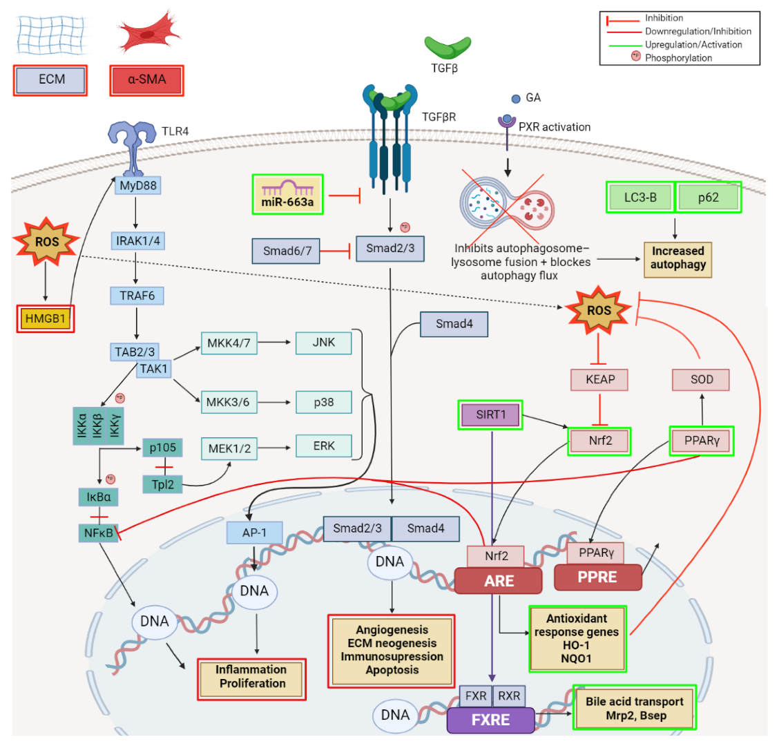 Ijms 23 08896 g012 Ijms 23 08896 g012