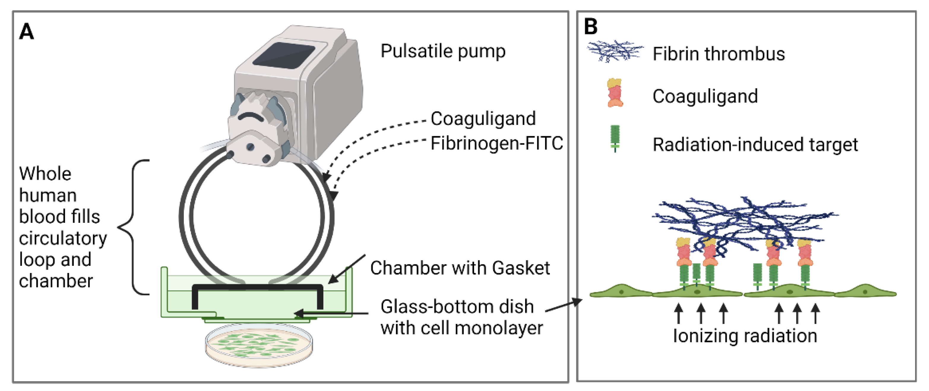 Ijms 23 08908 g001 550