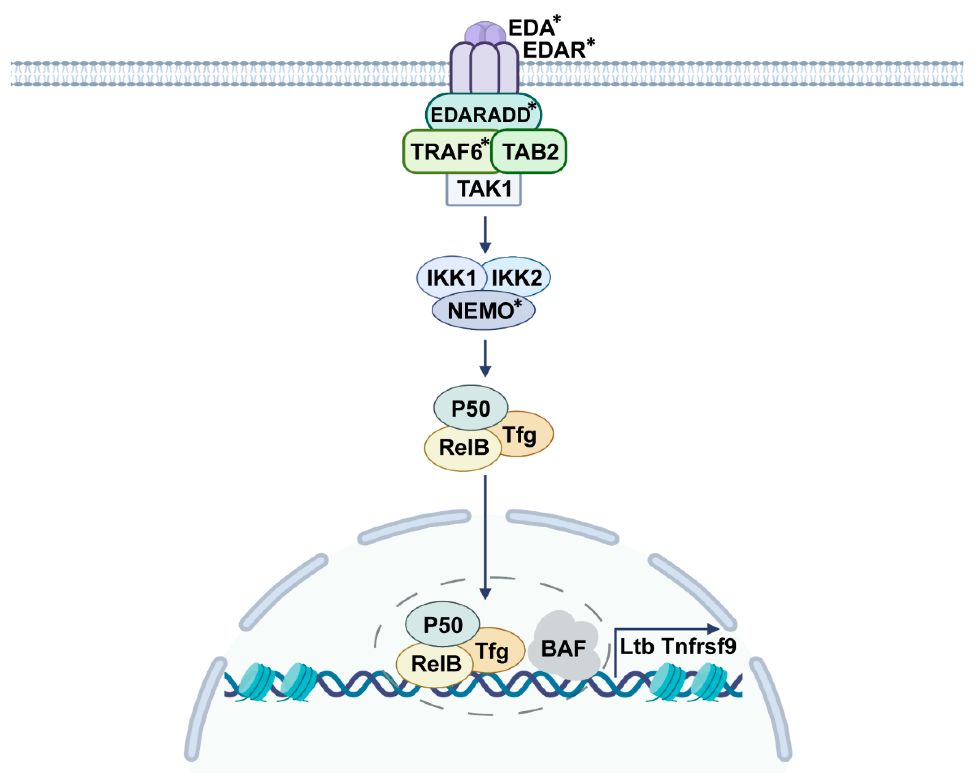 IJMS | Free Full-Text | Ectodysplasin A (EDA) Signaling: From Skin Appendage to Multiple Diseases IJMS | Free Full-Text | Ectodysplasin A (EDA) Signaling: From Skin Appendage to Multiple Diseases