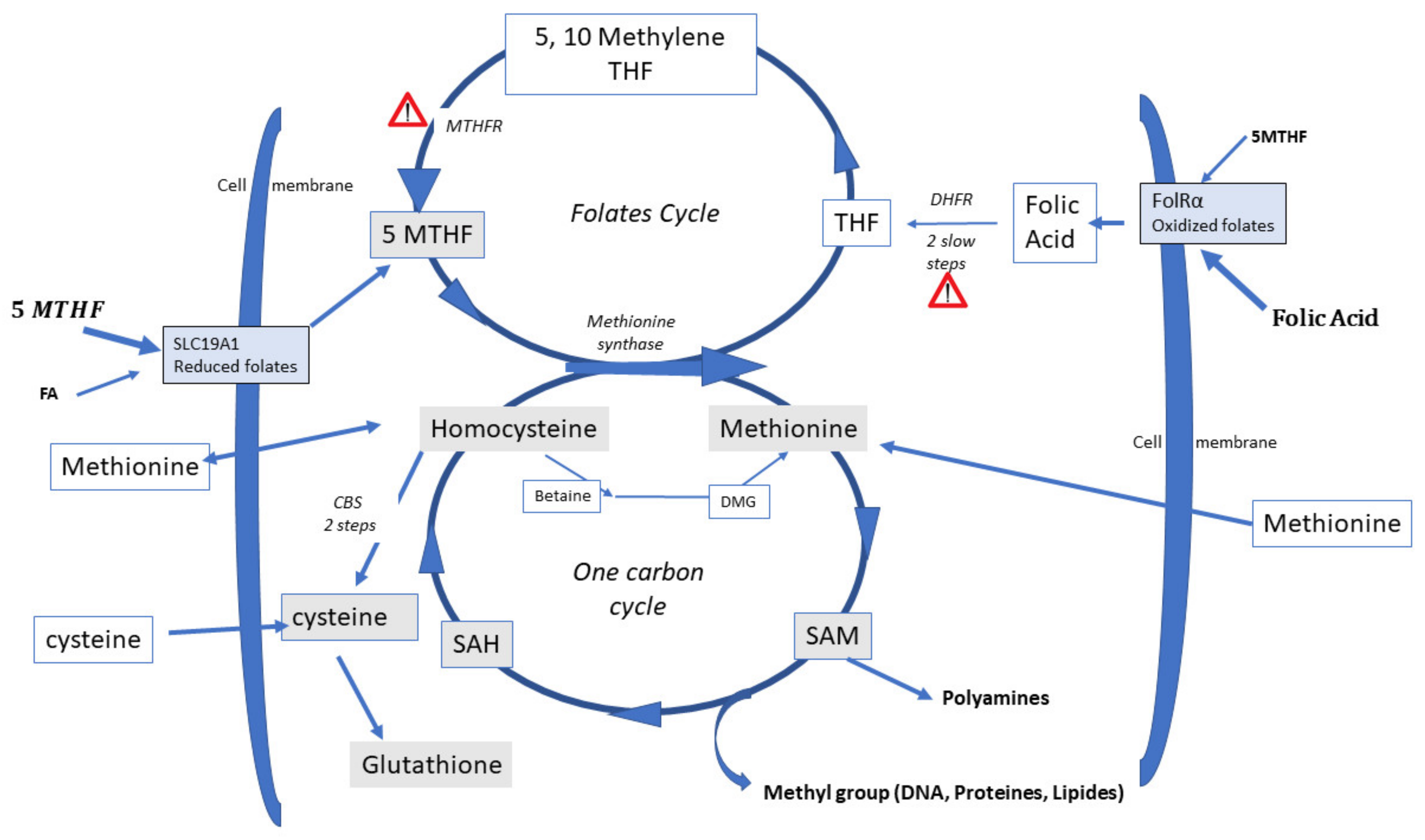 IJMS | Free Full-Text | Biochemical Hazards during Three Phases of 