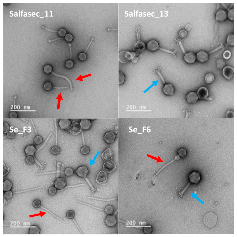 Ijms 23 08917 g001 550