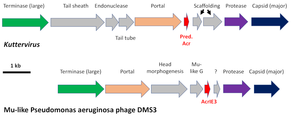 Ijms 23 08917 g005 550