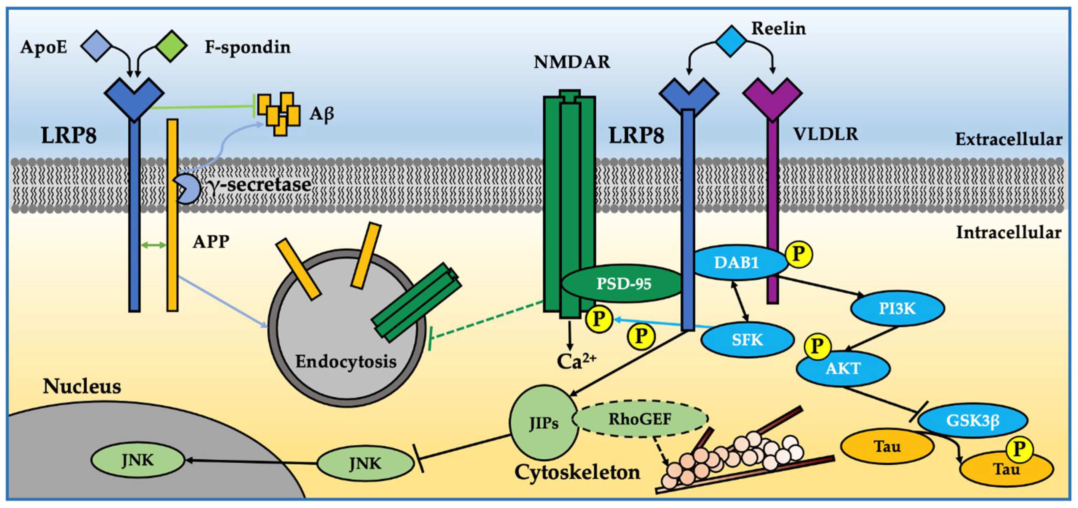 Ijms 23 08921 g003 Ijms 23 08921 g003