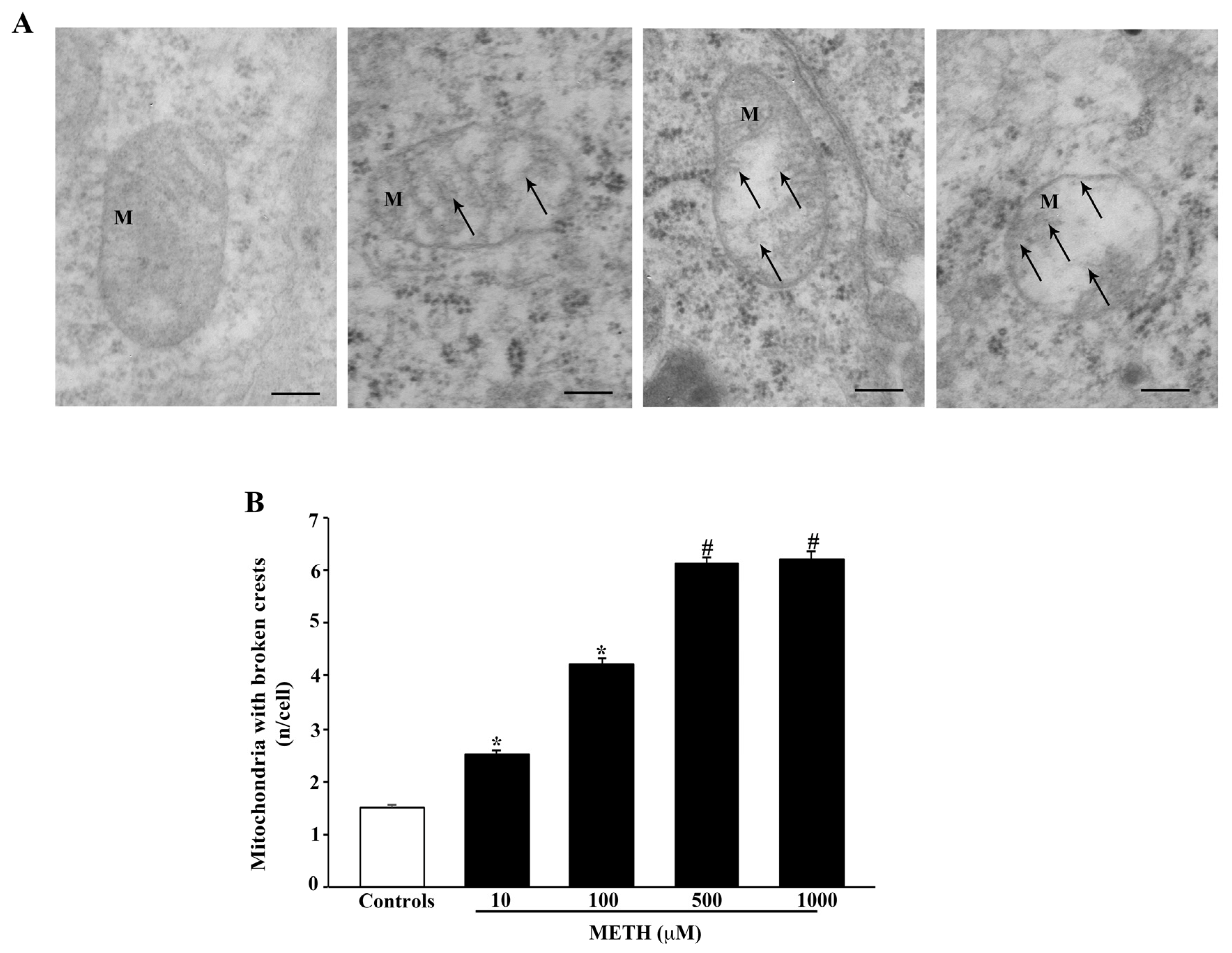 Ijms 23 08926 g009 550
