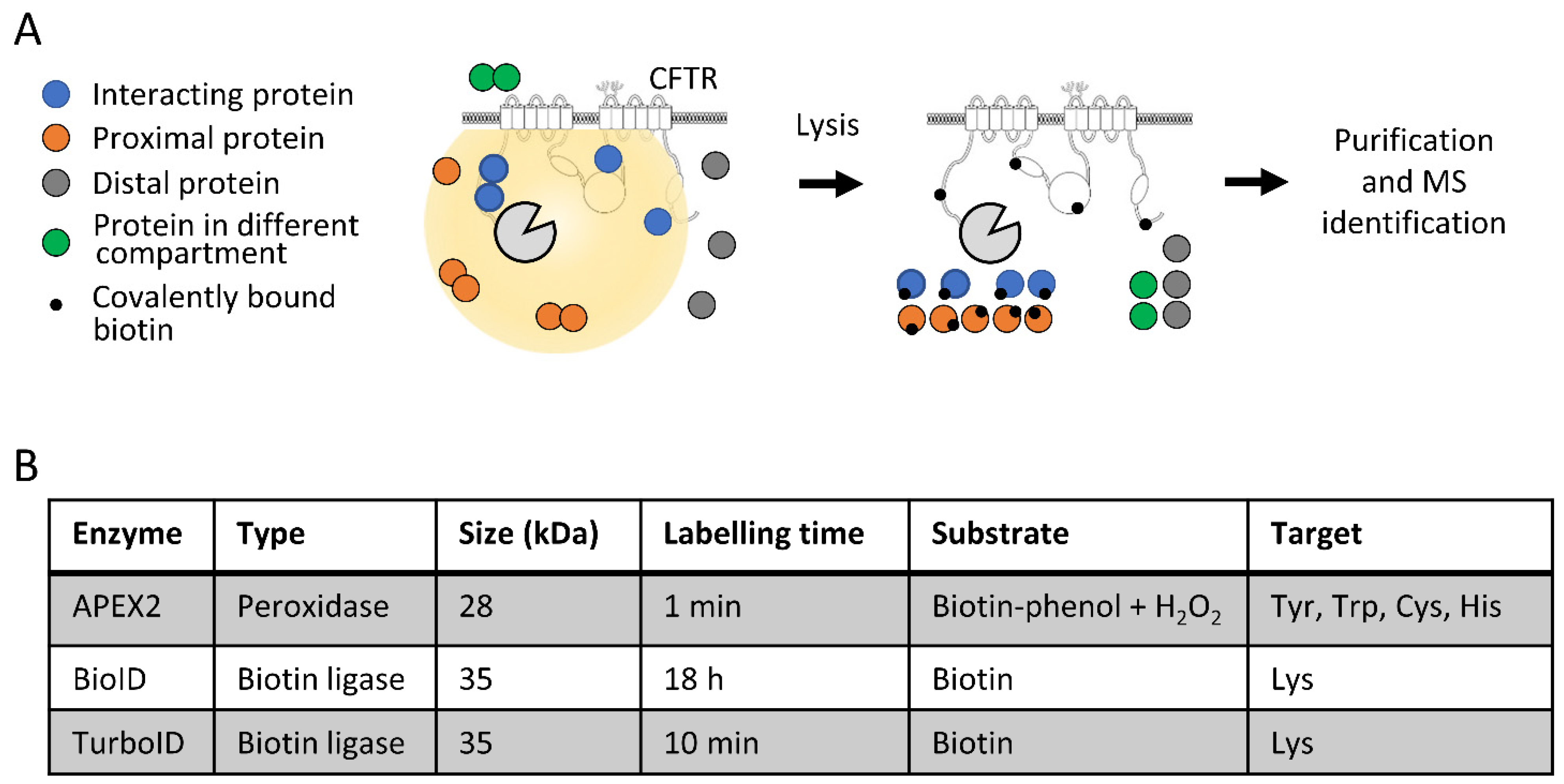 Ijms 23 08937 g001 Ijms 23 08937 g001