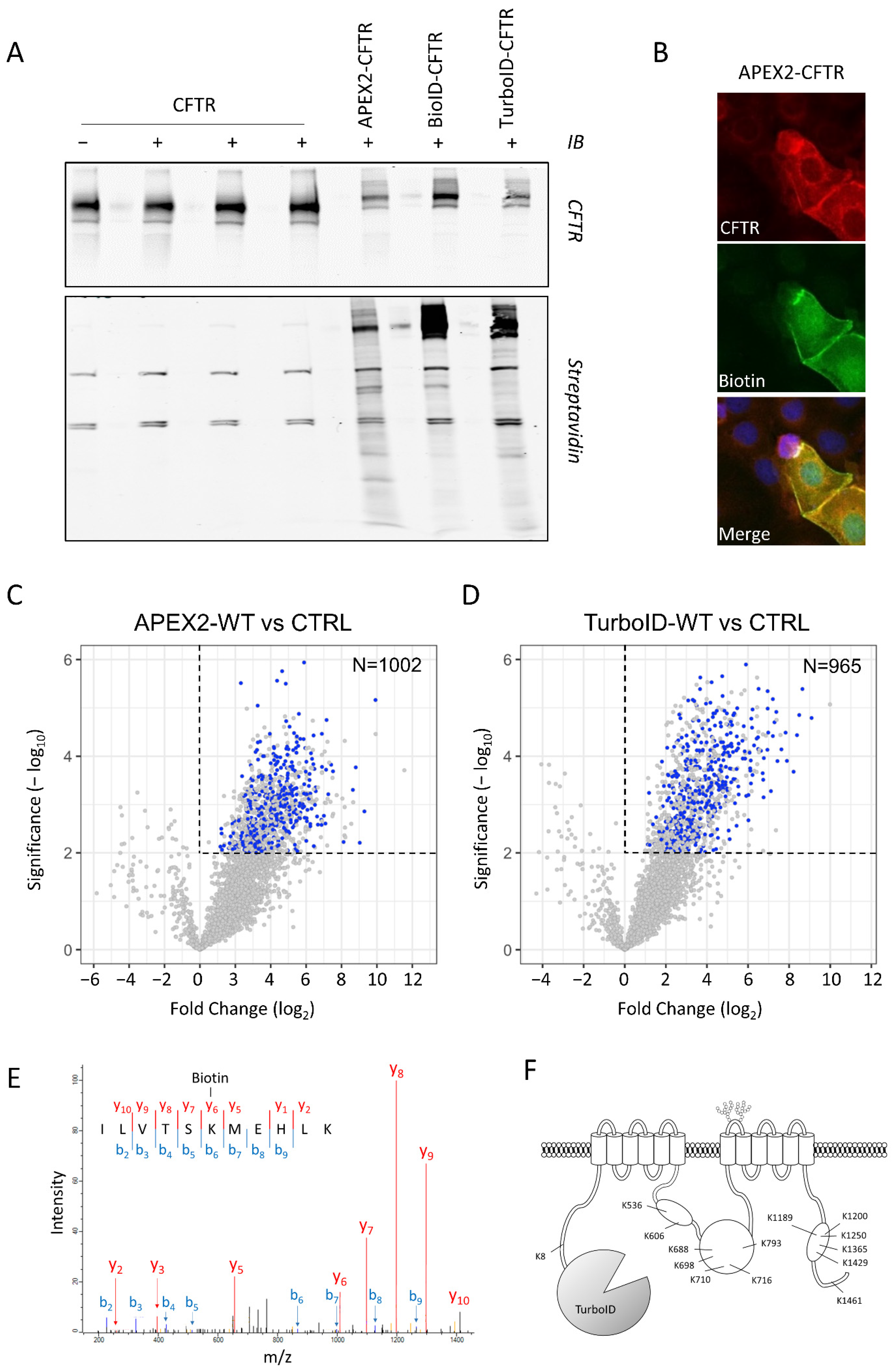 Ijms 23 08937 g003 Ijms 23 08937 g003