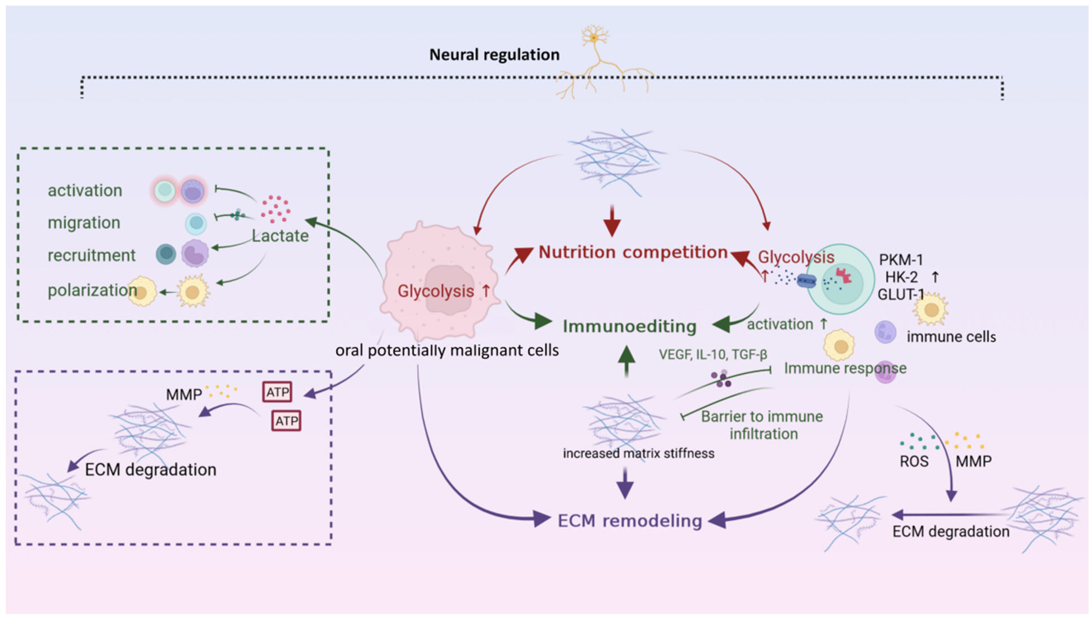 Ijms 23 08940 g005 550