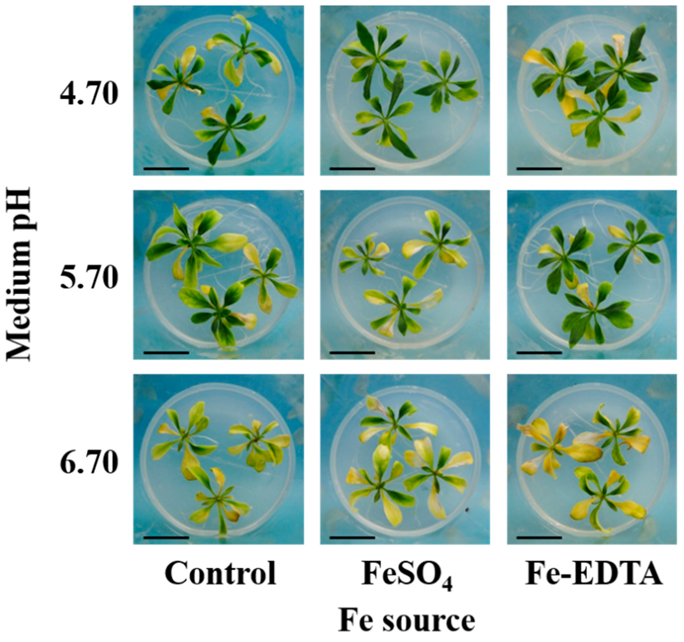 Ijms 23 08943 g001 Ijms 23 08943 g001