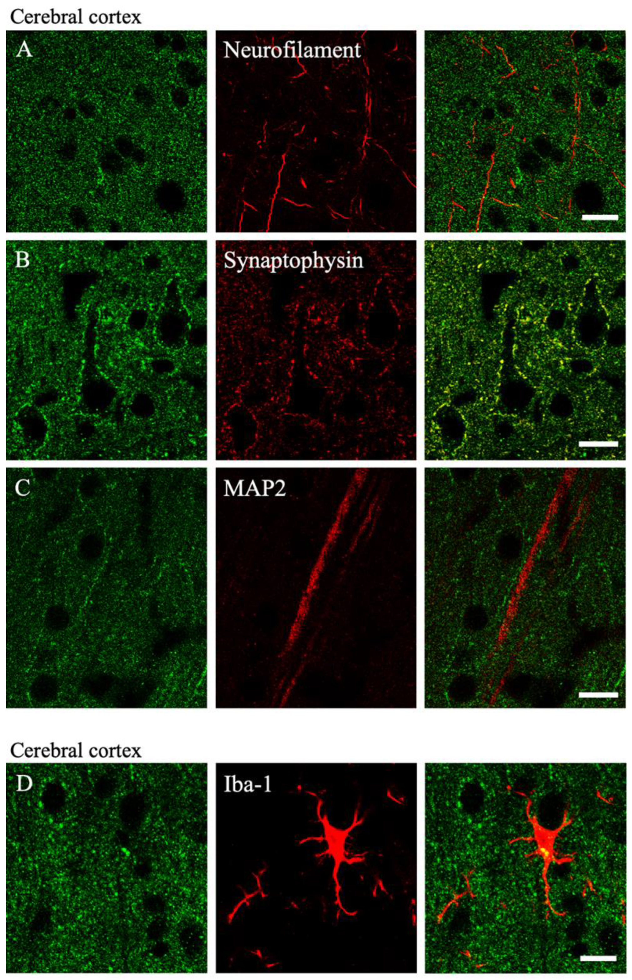 Ijms 23 08956 g004a Ijms 23 08956 g004a