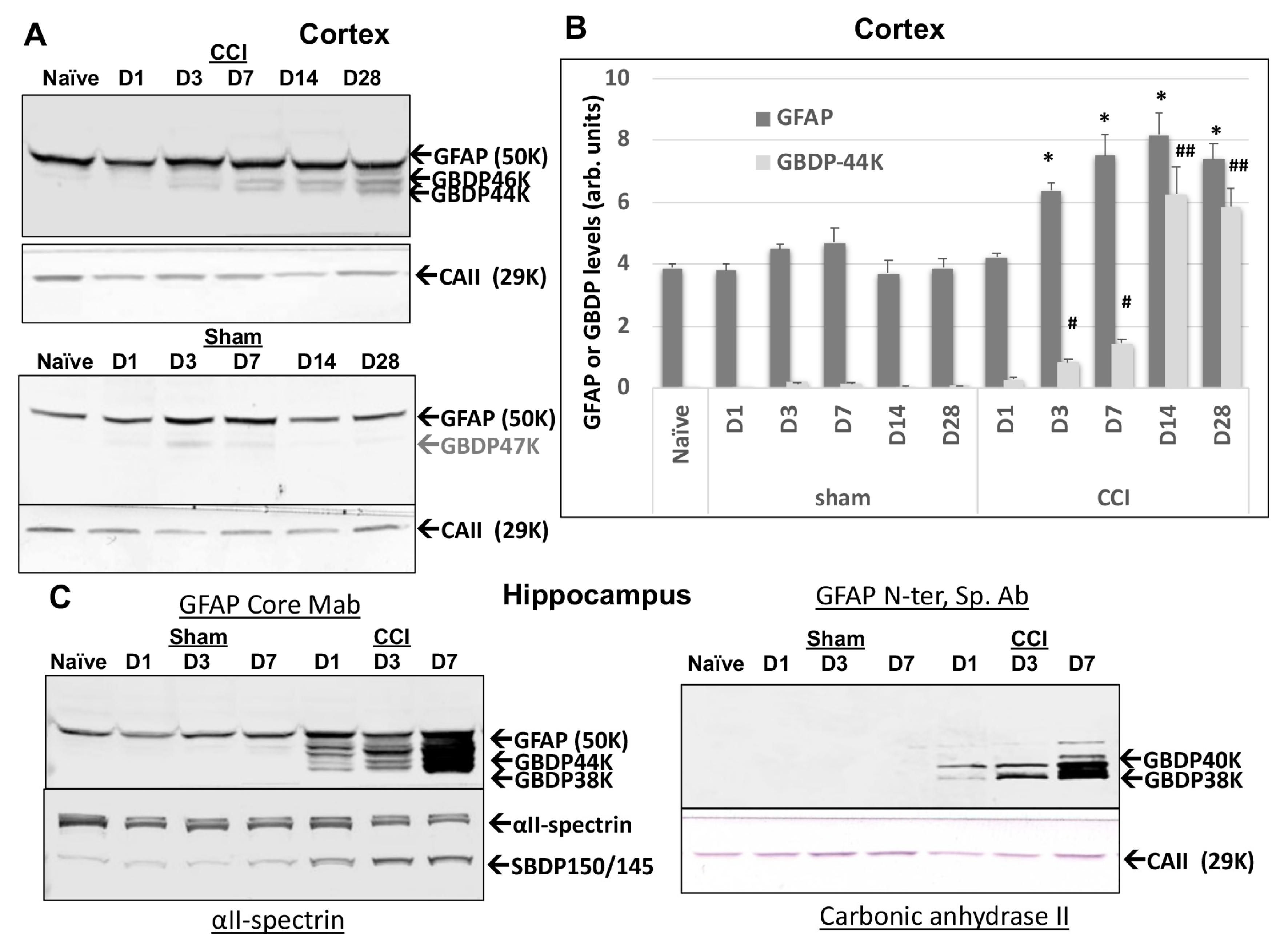 Ijms 23 08960 g006 550