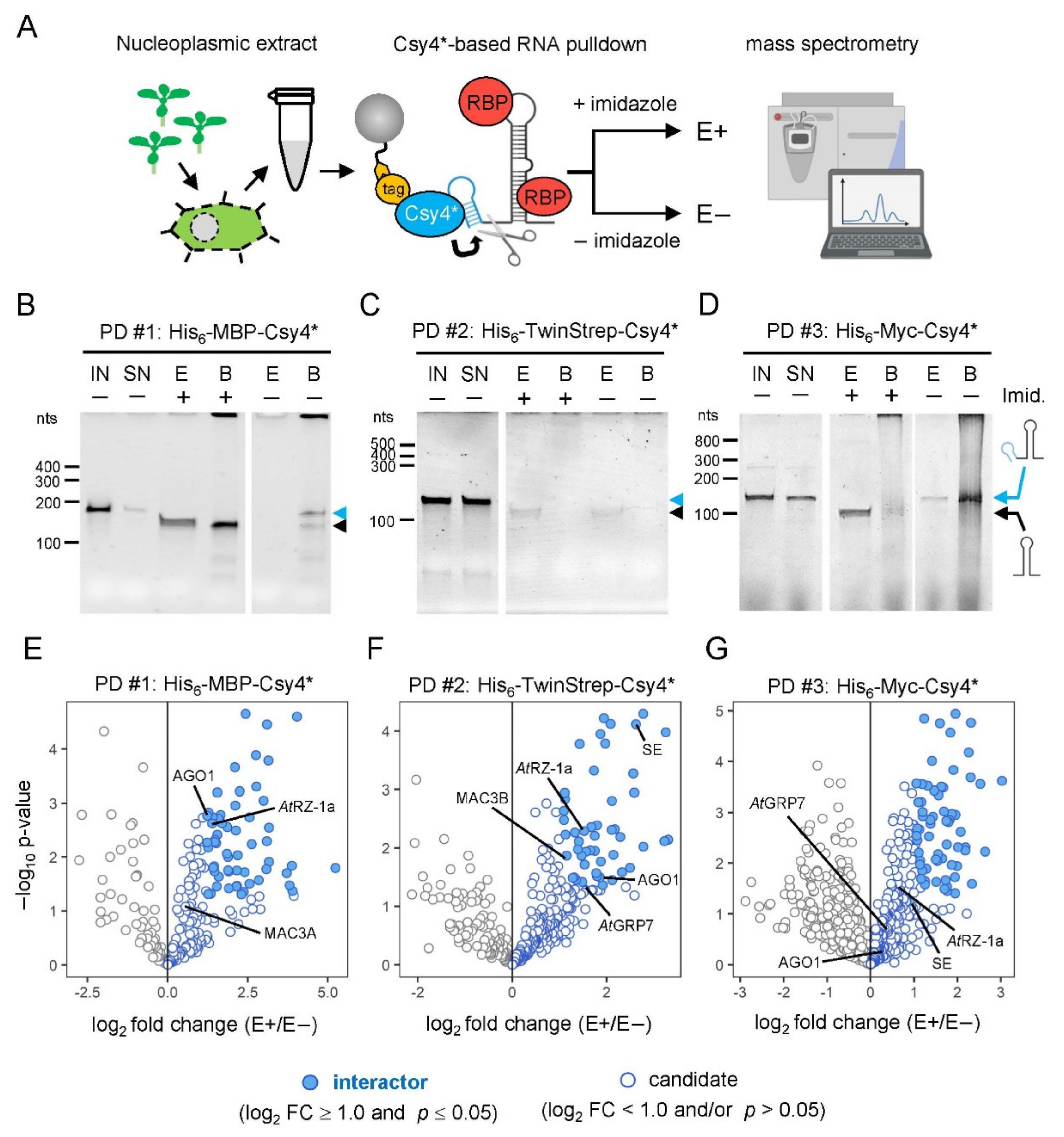 Ijms 23 08961 g001 550