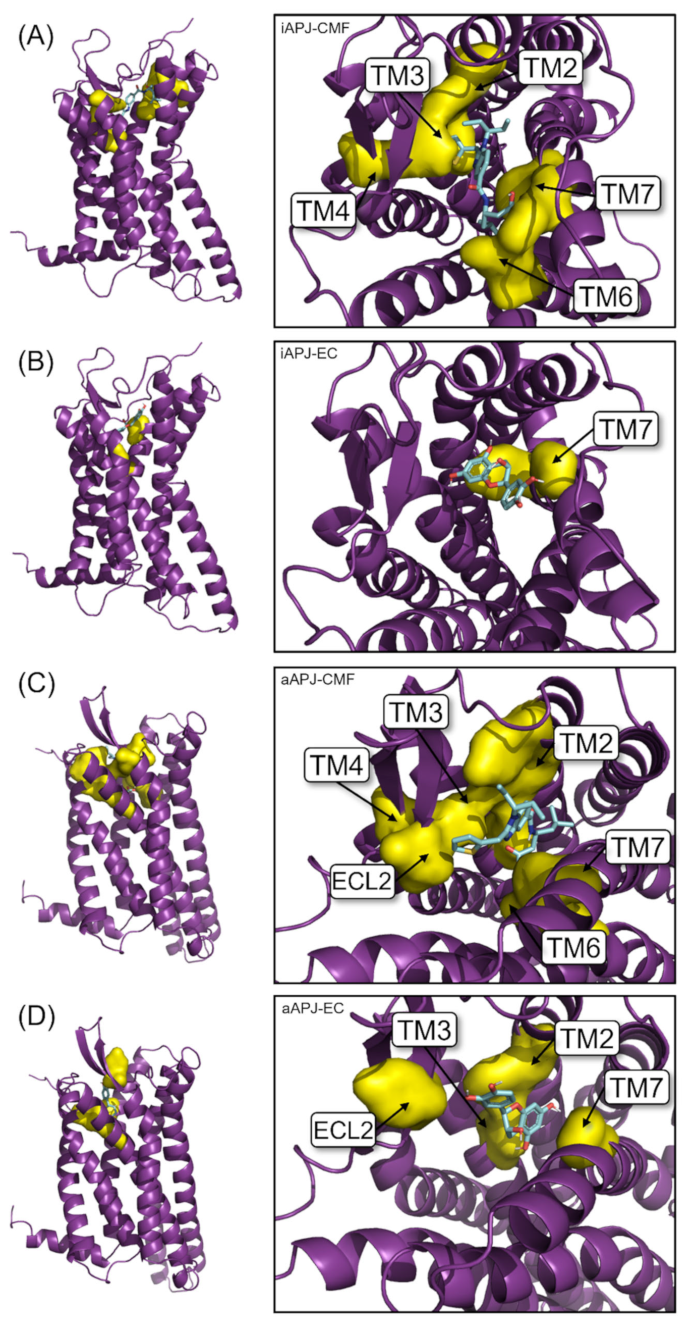 Ijms 23 08962 g006 550