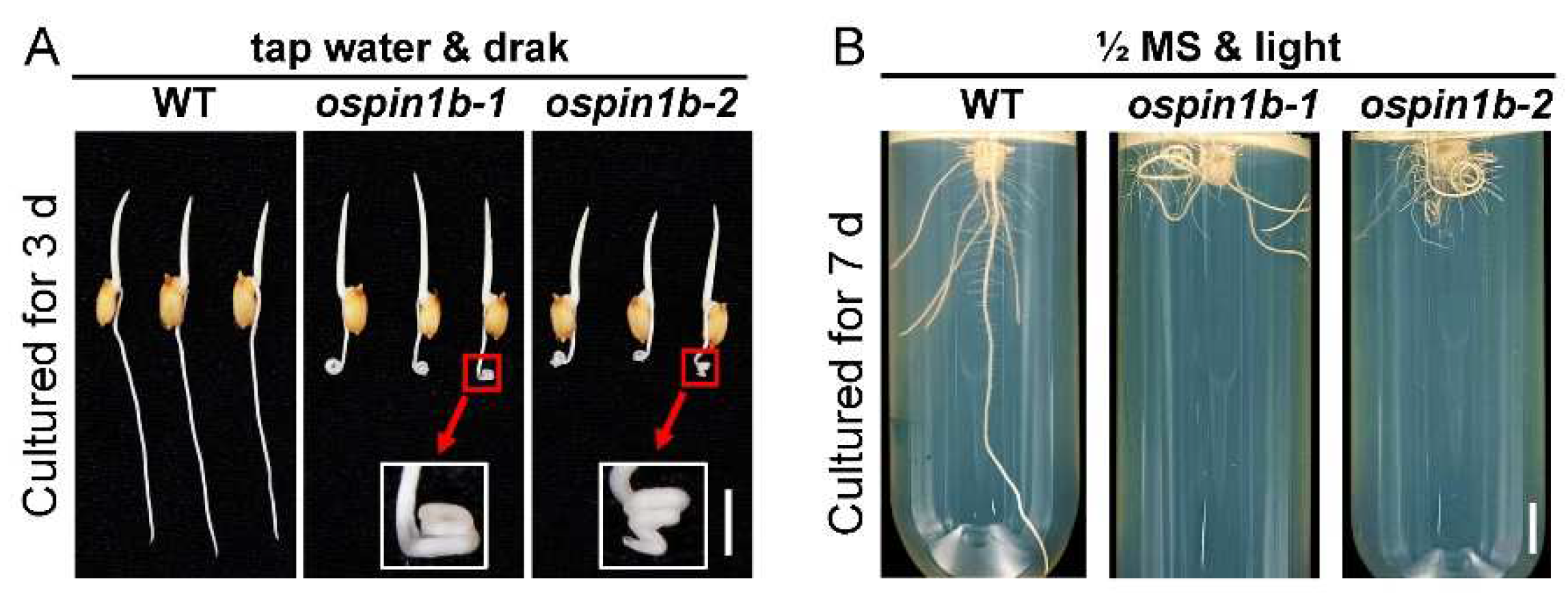 Ijms 23 08965 g008 550