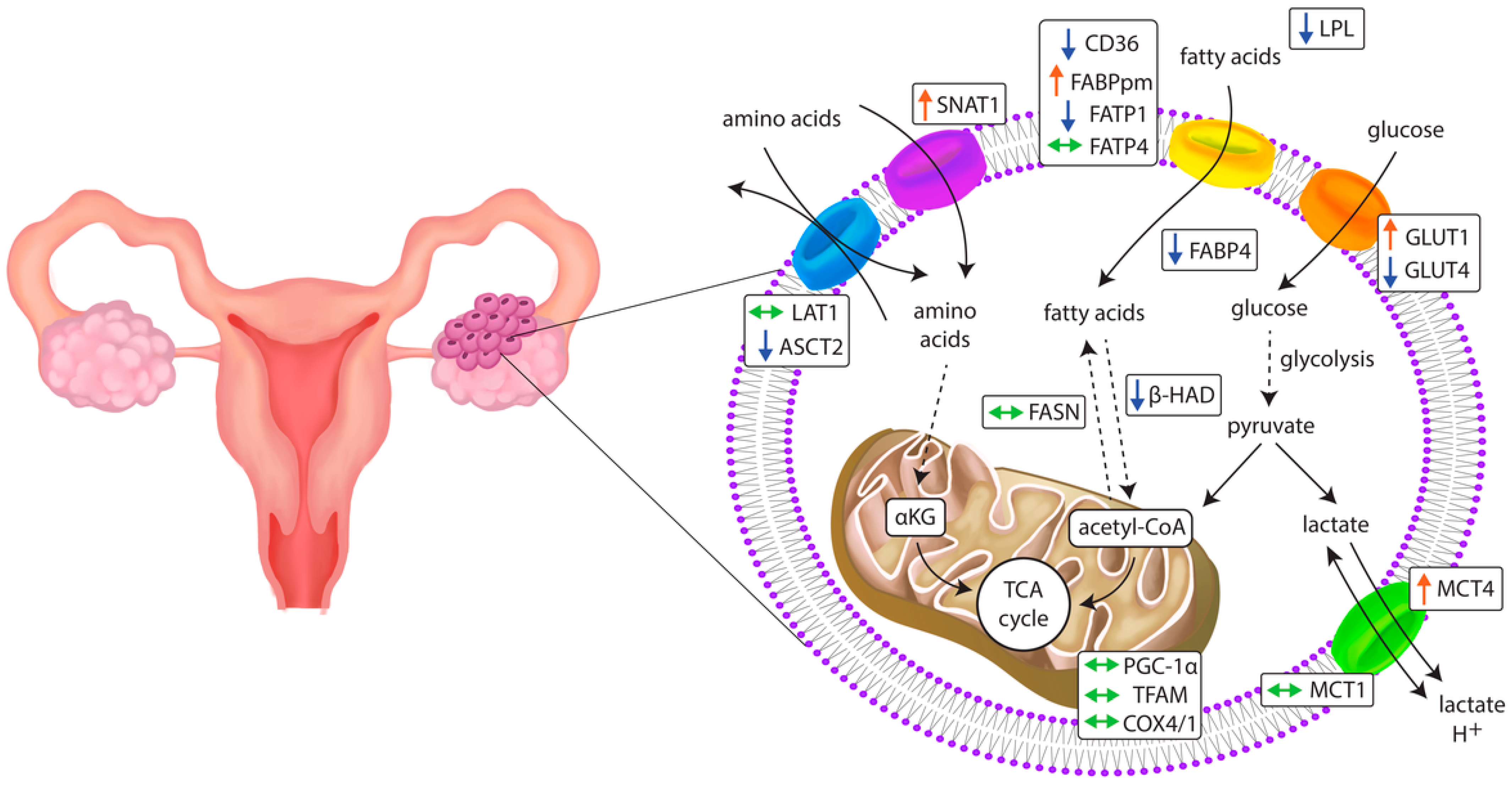 Ijms 23 08968 g007 550