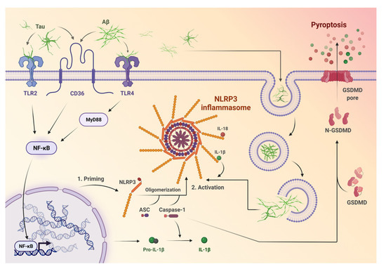 Targeting NLRP3-Mediated Neuroinflammation in Alzheimer's Targeting NLRP3-Mediated Neuroinflammation in Alzheimer's