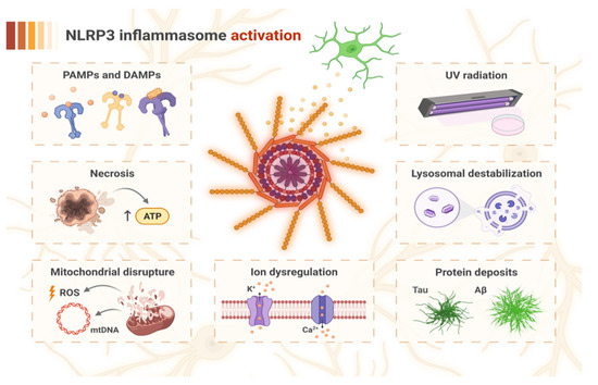写真ファイル Frontiers | The Use of Immunohistochemistry, Fluorescence in