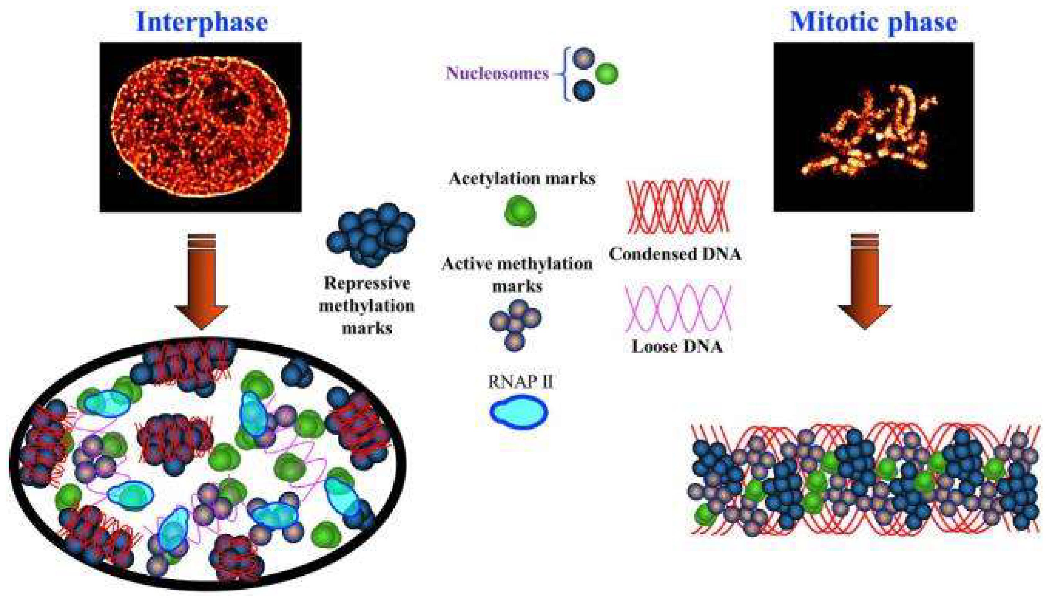 Ijms 23 08988 g006 550