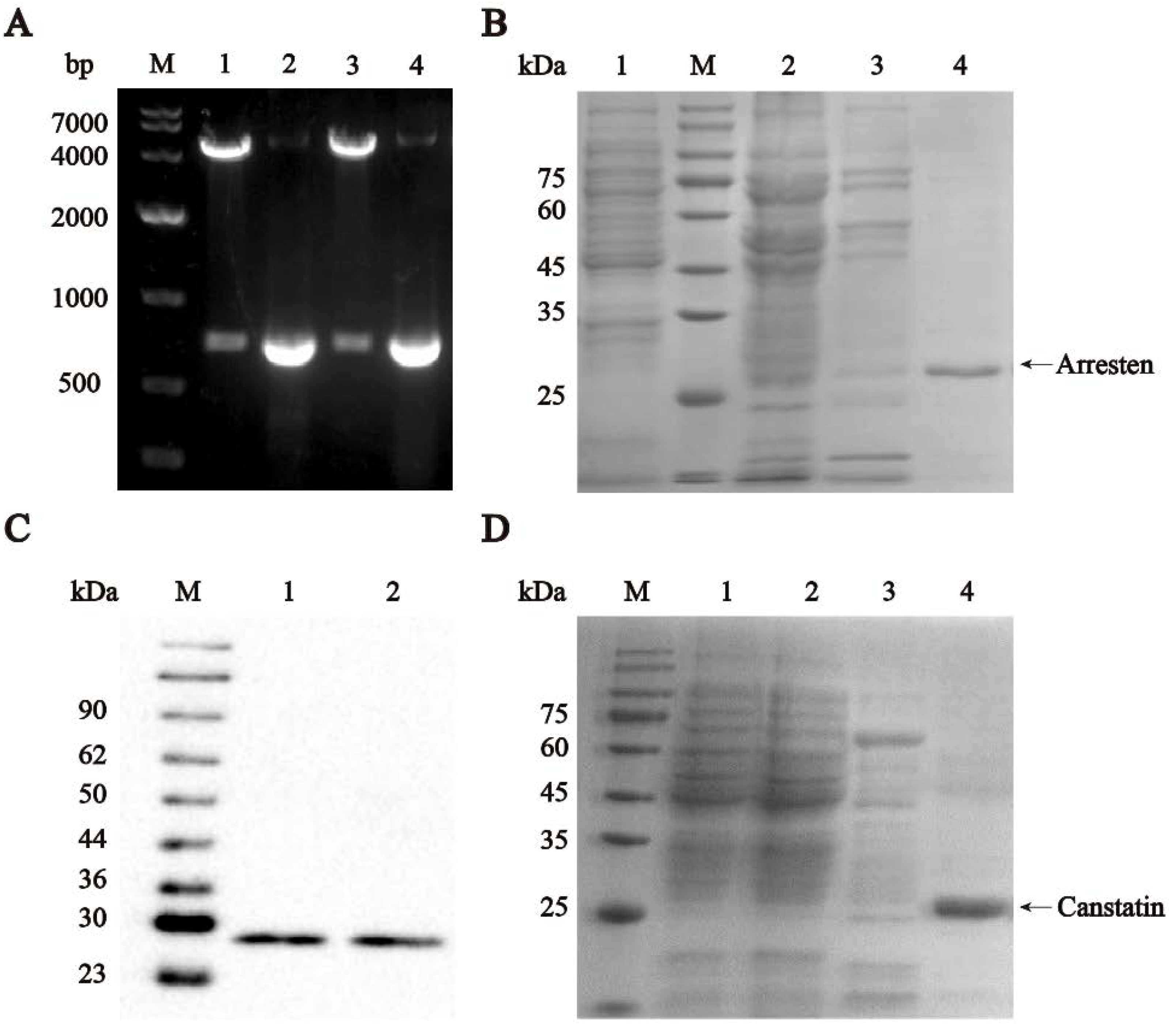 Ijms 23 08995 g001 550