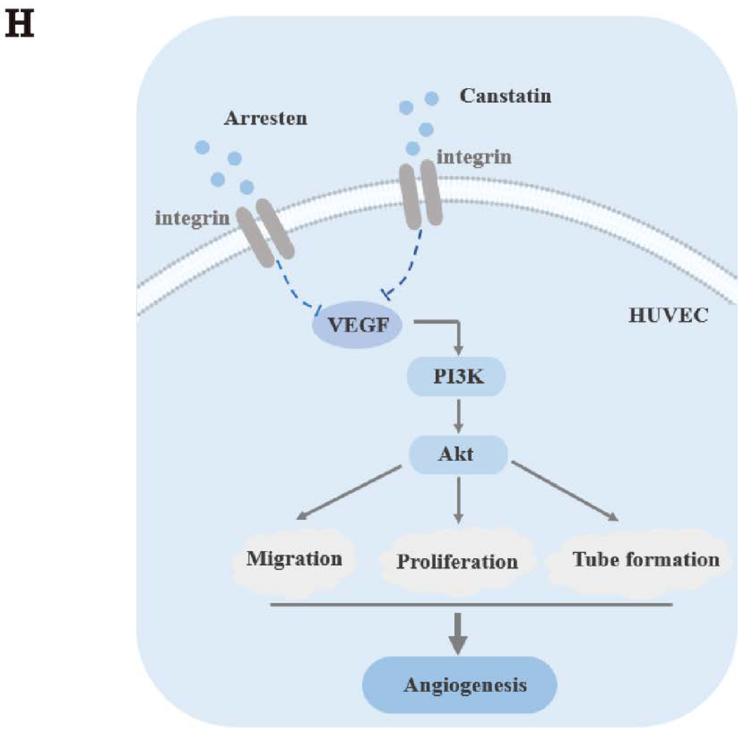 Ijms 23 08995 g004b 550