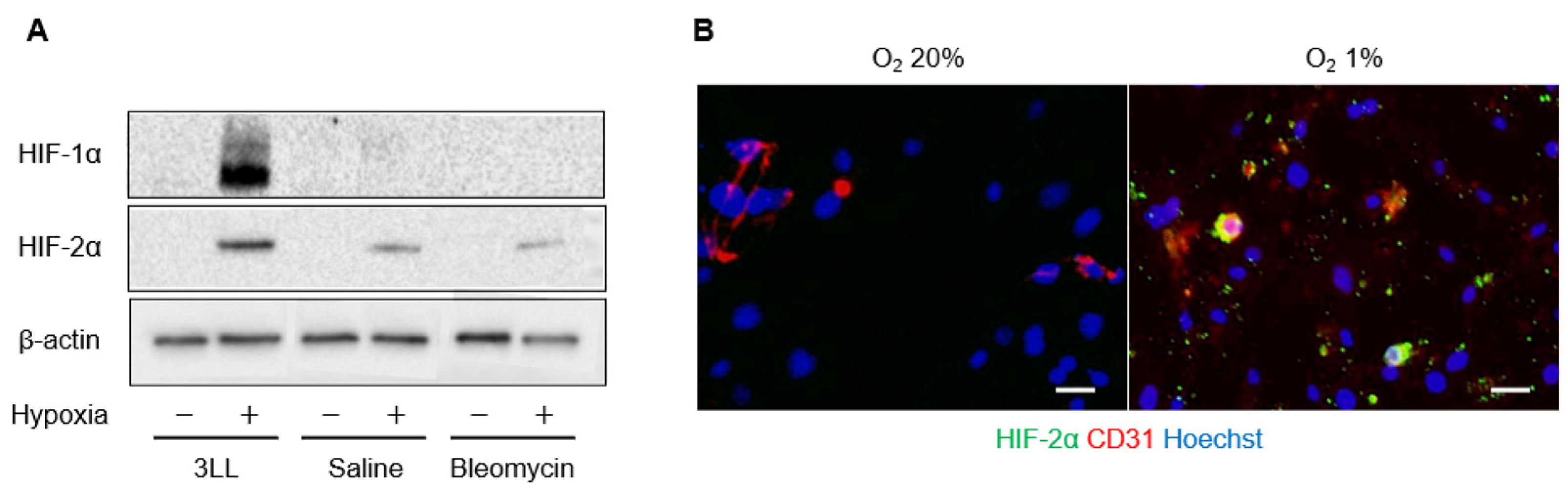 Ijms 23 08996 g001 550