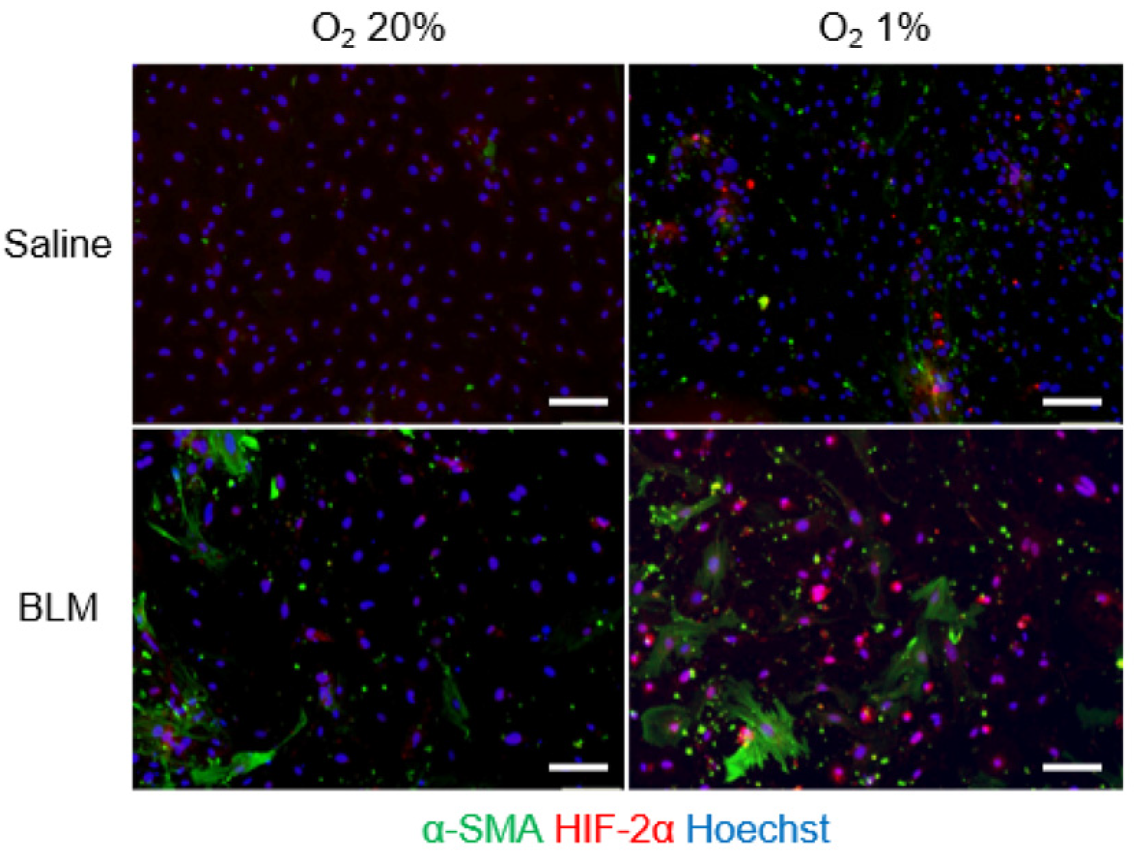 Ijms 23 08996 g007 550