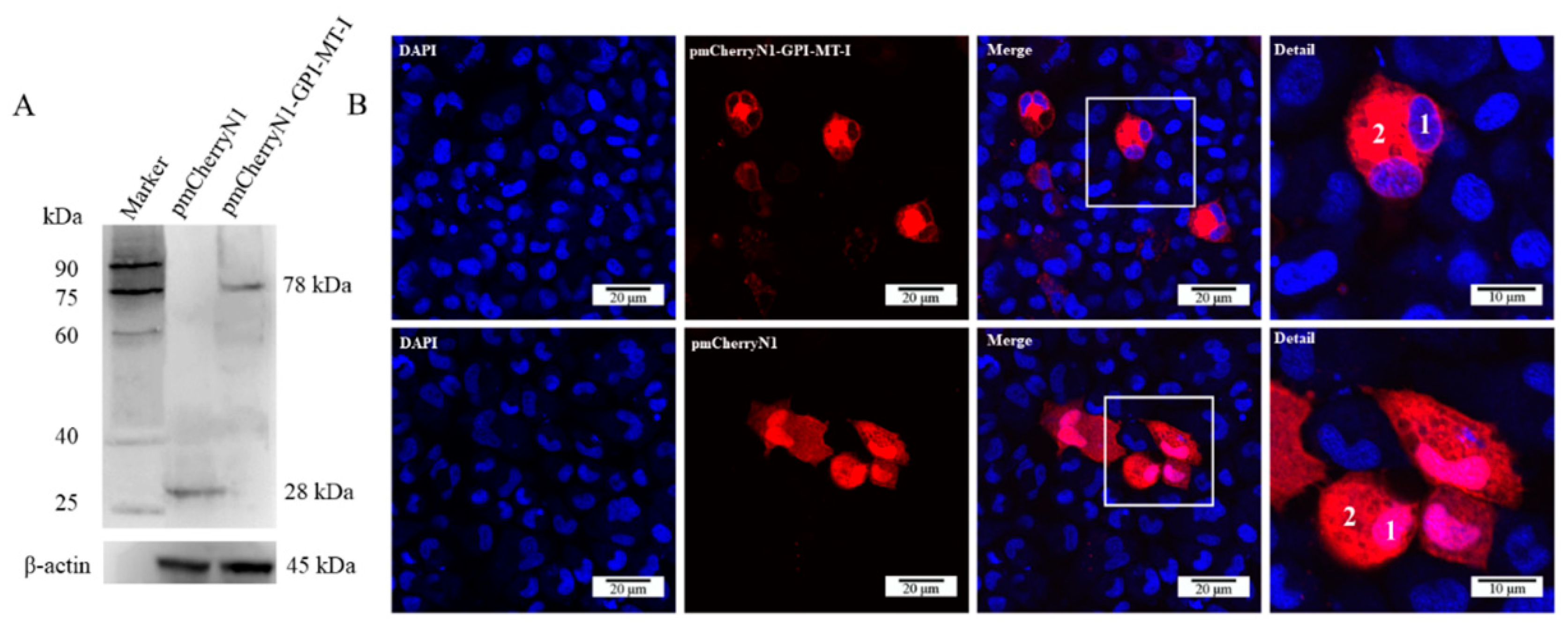 Ijms 23 09009 g006 Ijms 23 09009 g006