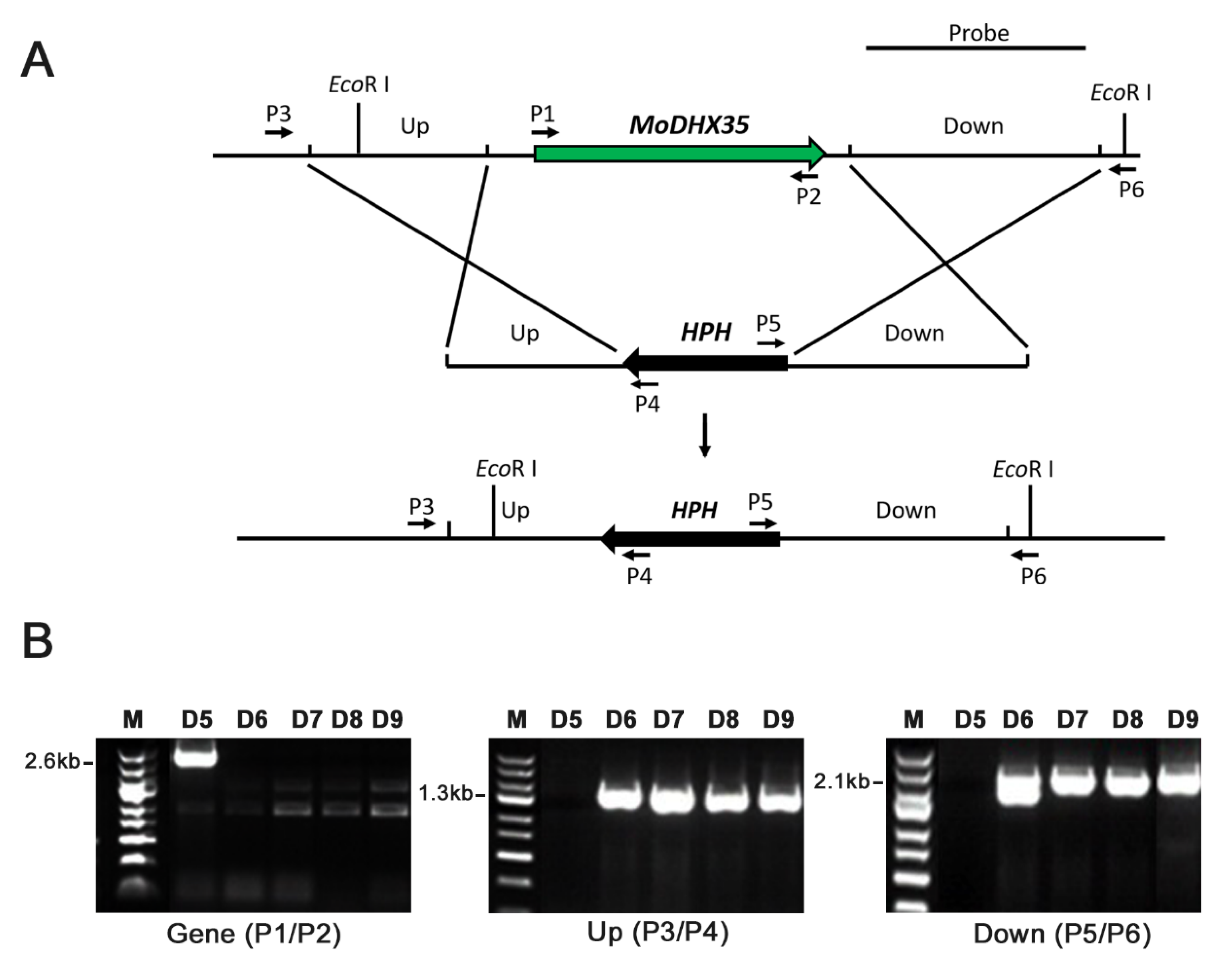 Ijms 23 09015 g004a Ijms 23 09015 g004a