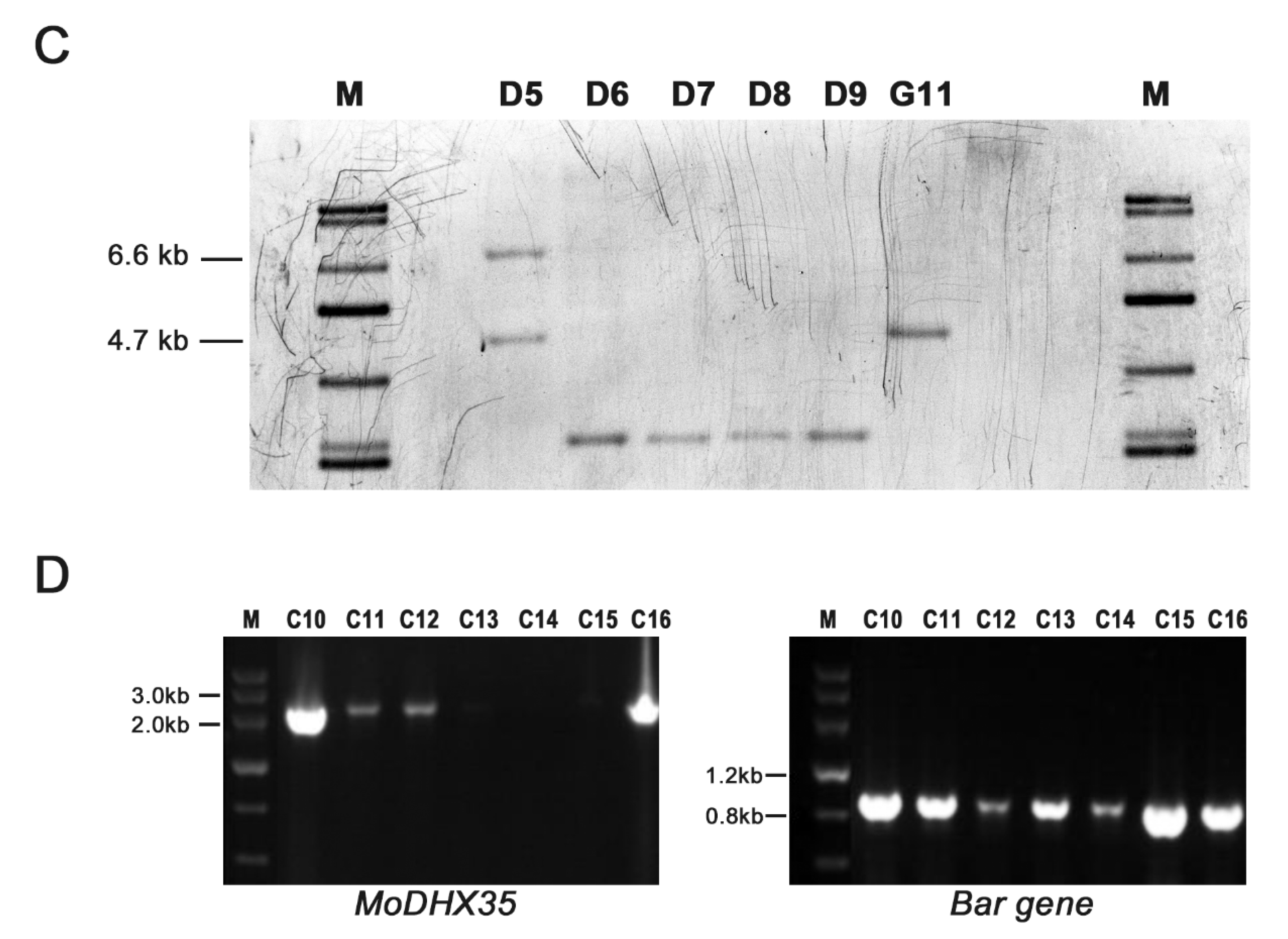 Ijms 23 09015 g004b Ijms 23 09015 g004b