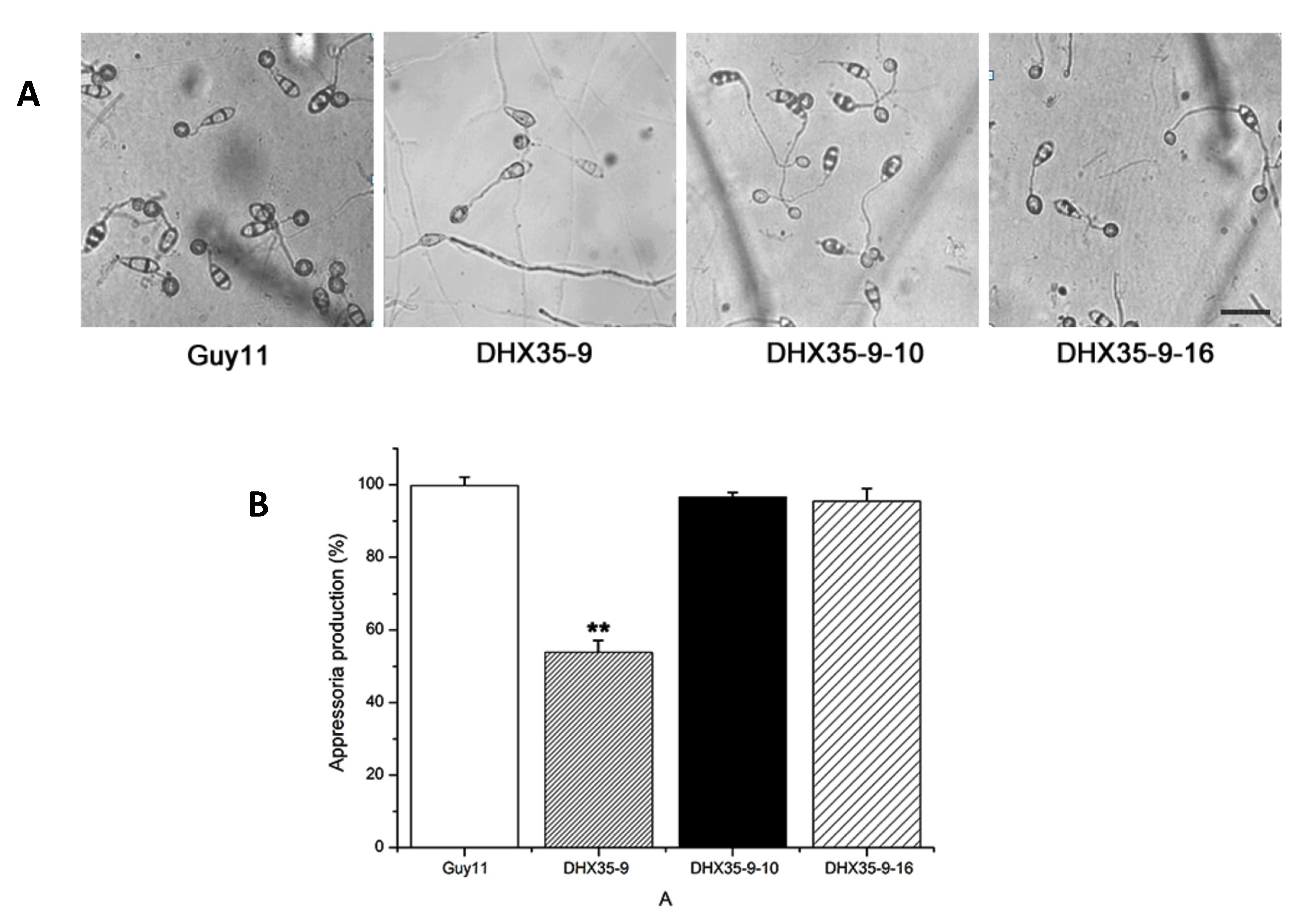 Ijms 23 09015 g006 Ijms 23 09015 g006