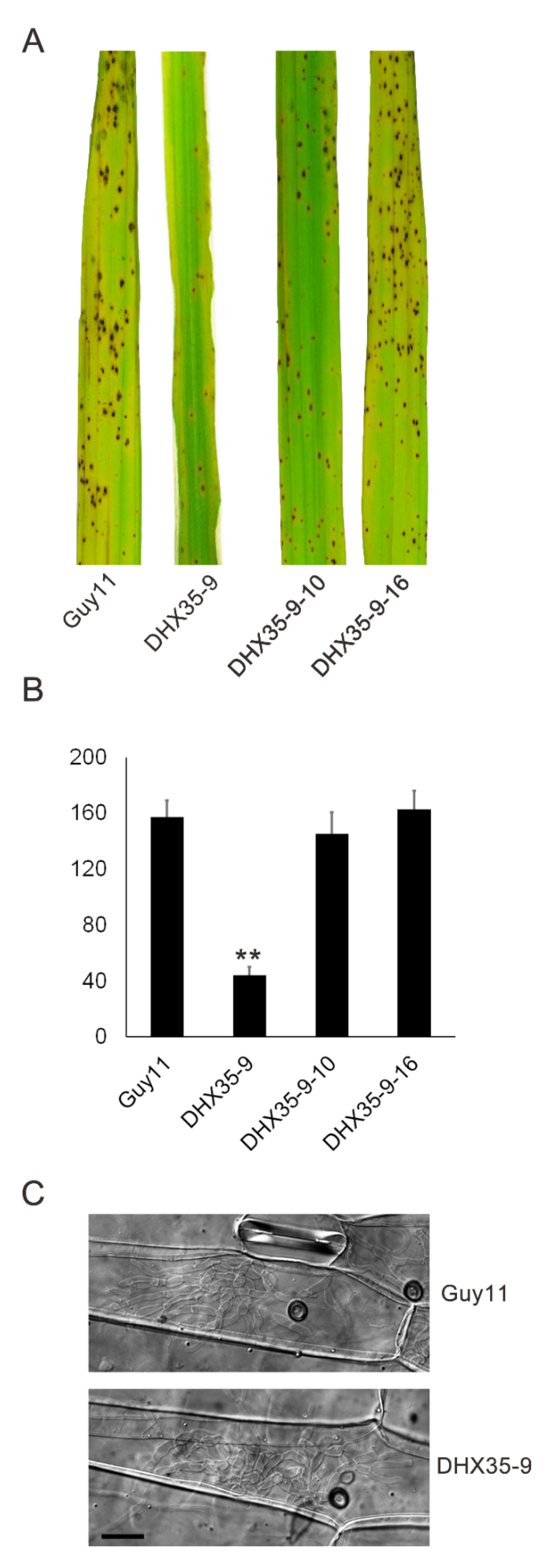 Ijms 23 09015 g007 Ijms 23 09015 g007