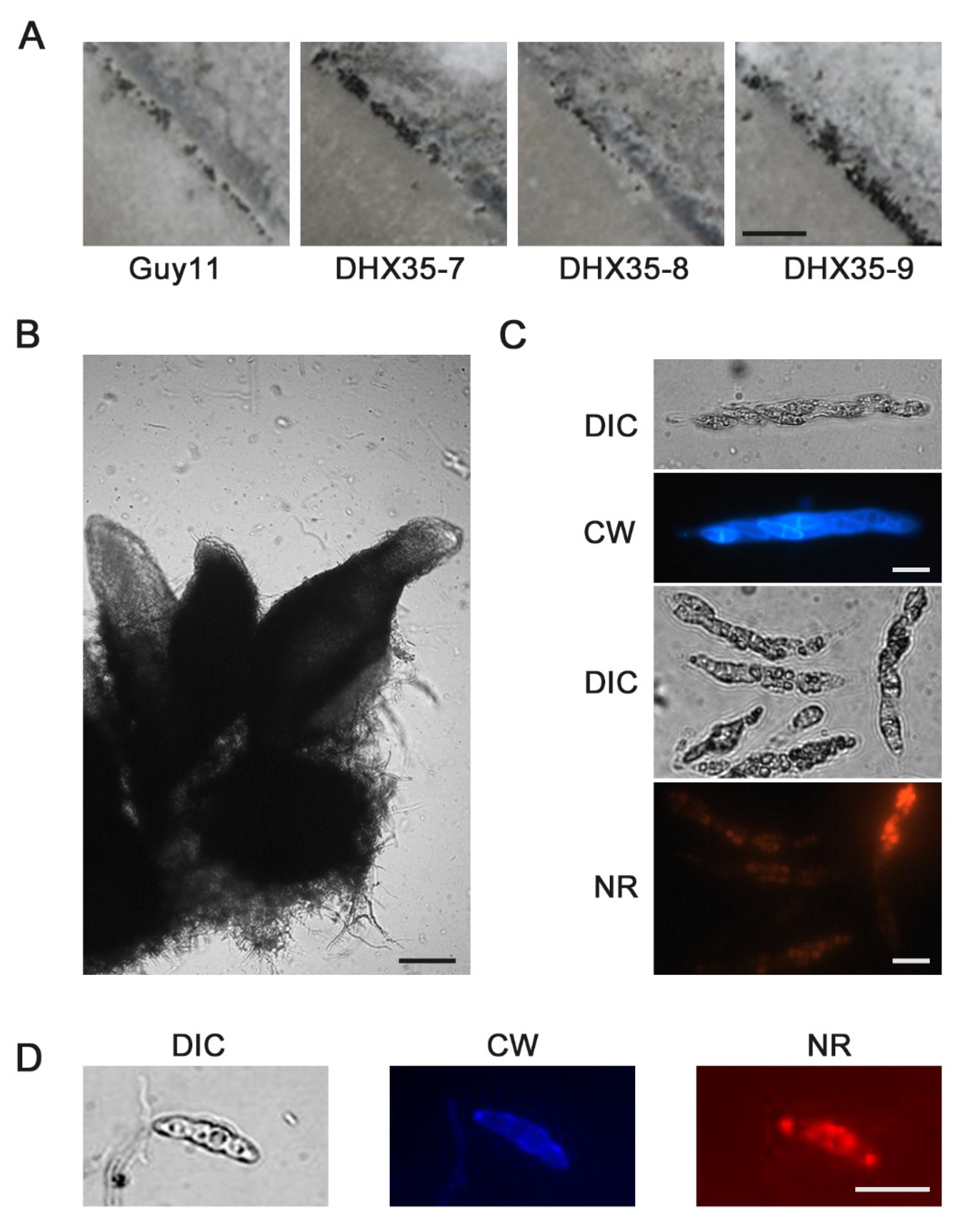 Ijms 23 09015 g008 Ijms 23 09015 g008