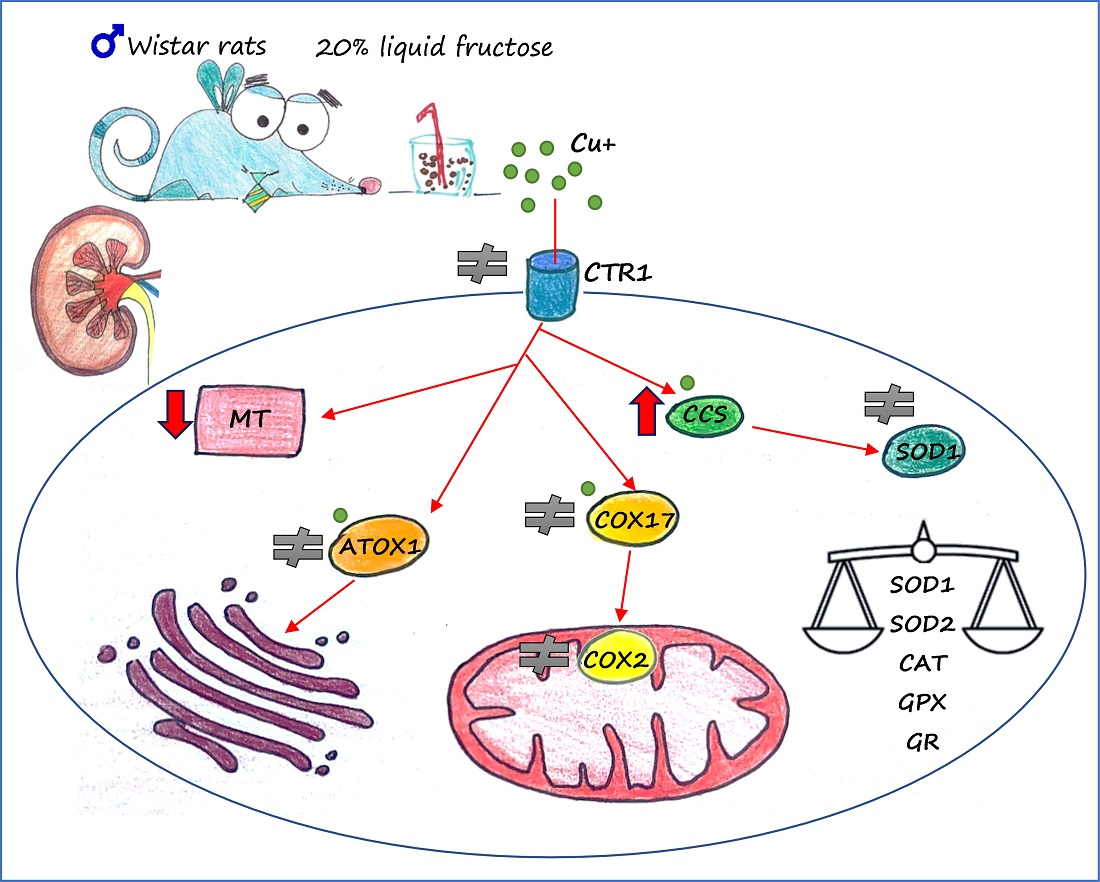 IJMS Free FullText Effects of Fructose and Stress on Rat Renal