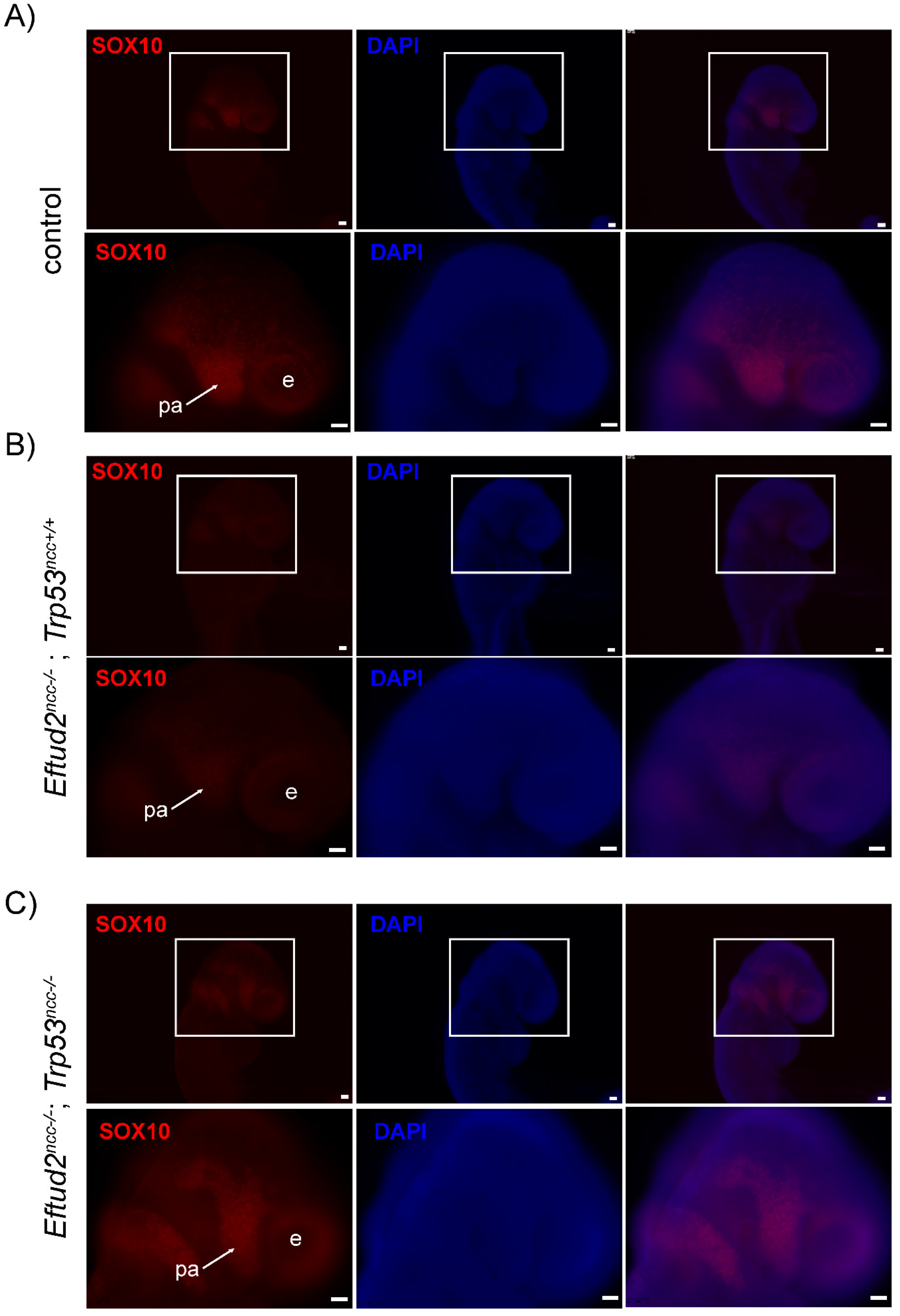 Ijms 23 09033 g003 550