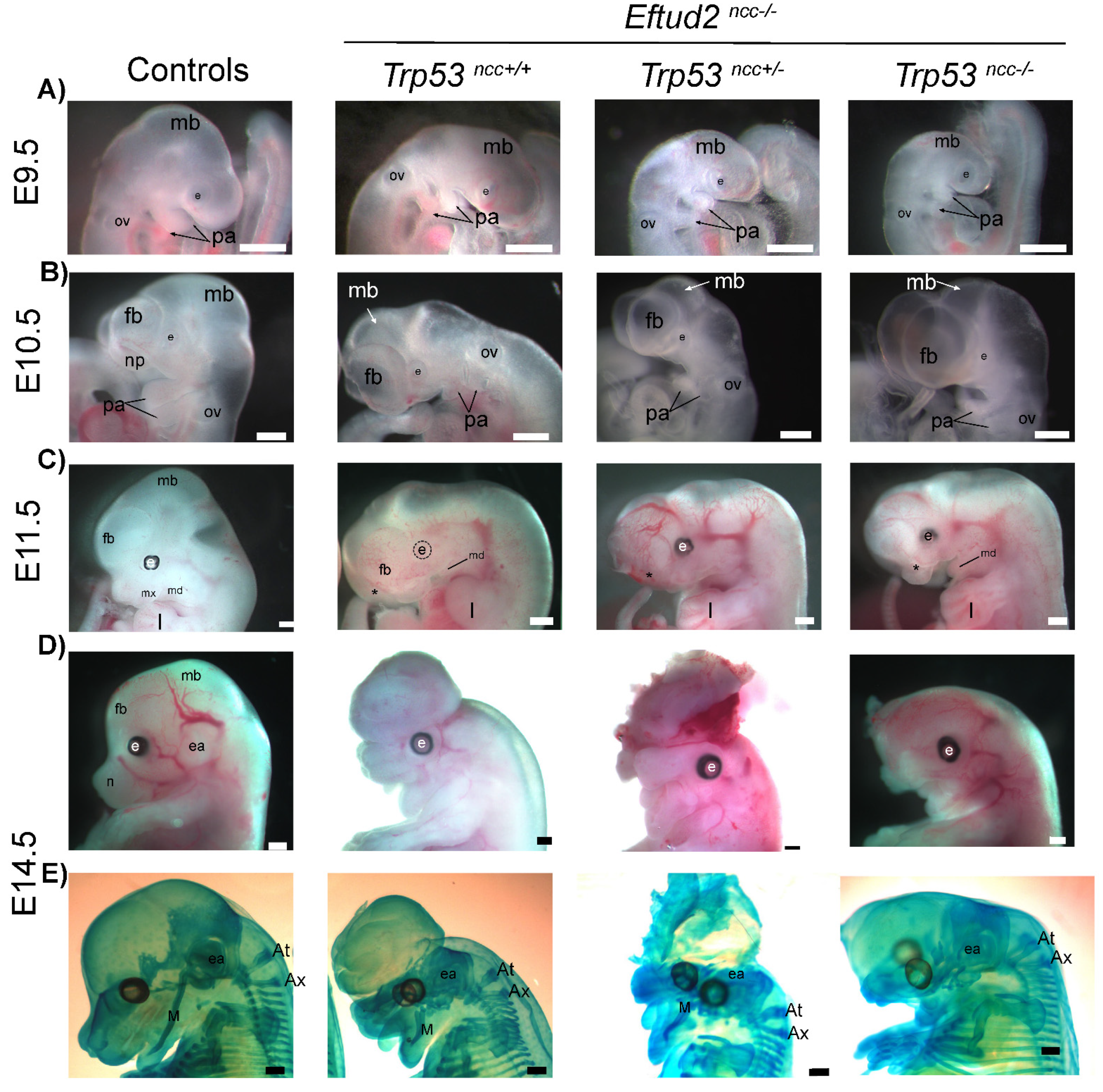 Ijms 23 09033 g004 550