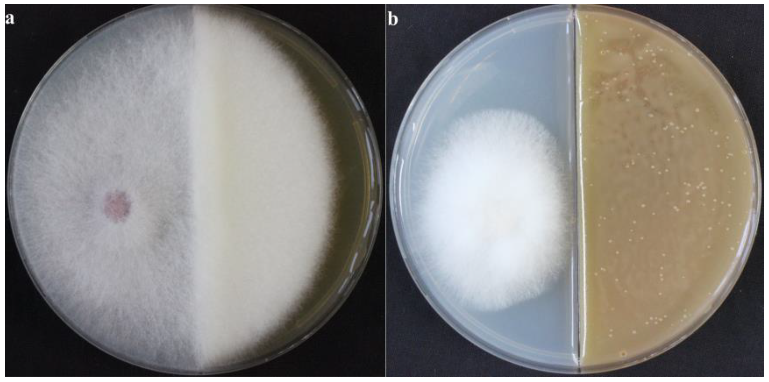 Ijms 23 09040 g004 550