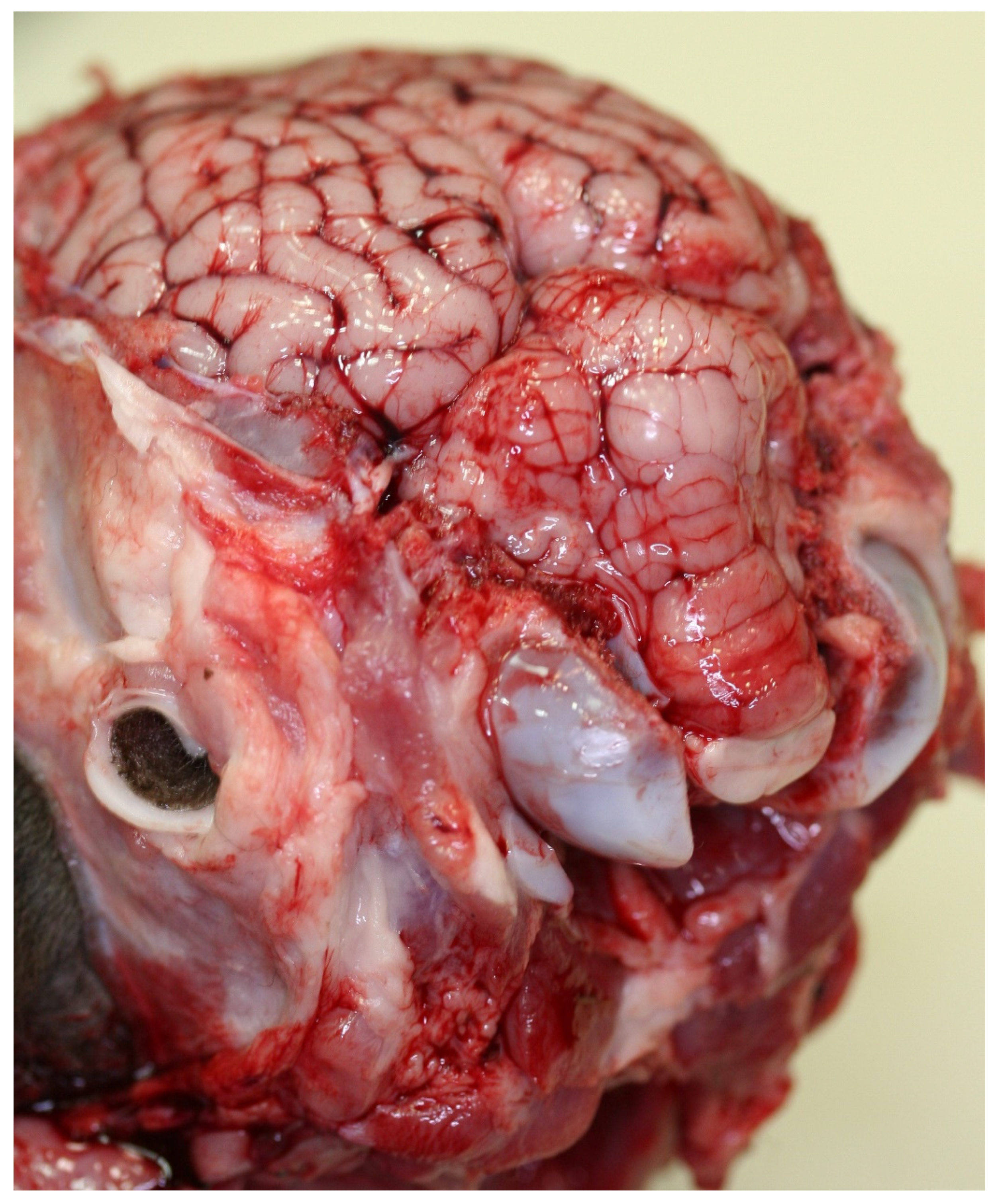 Ijms 23 09050 g007 550