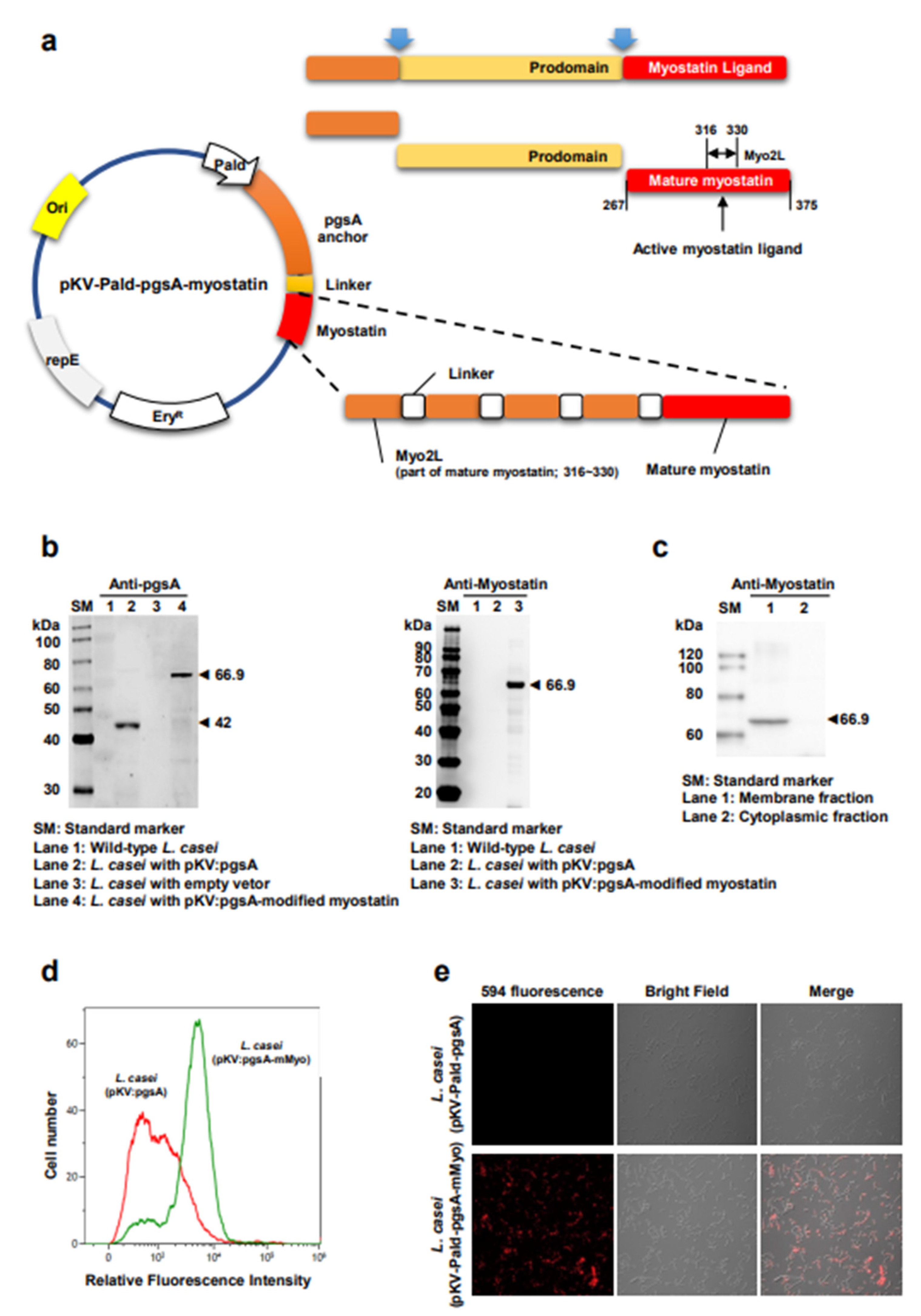 Ijms 23 09059 g001 550