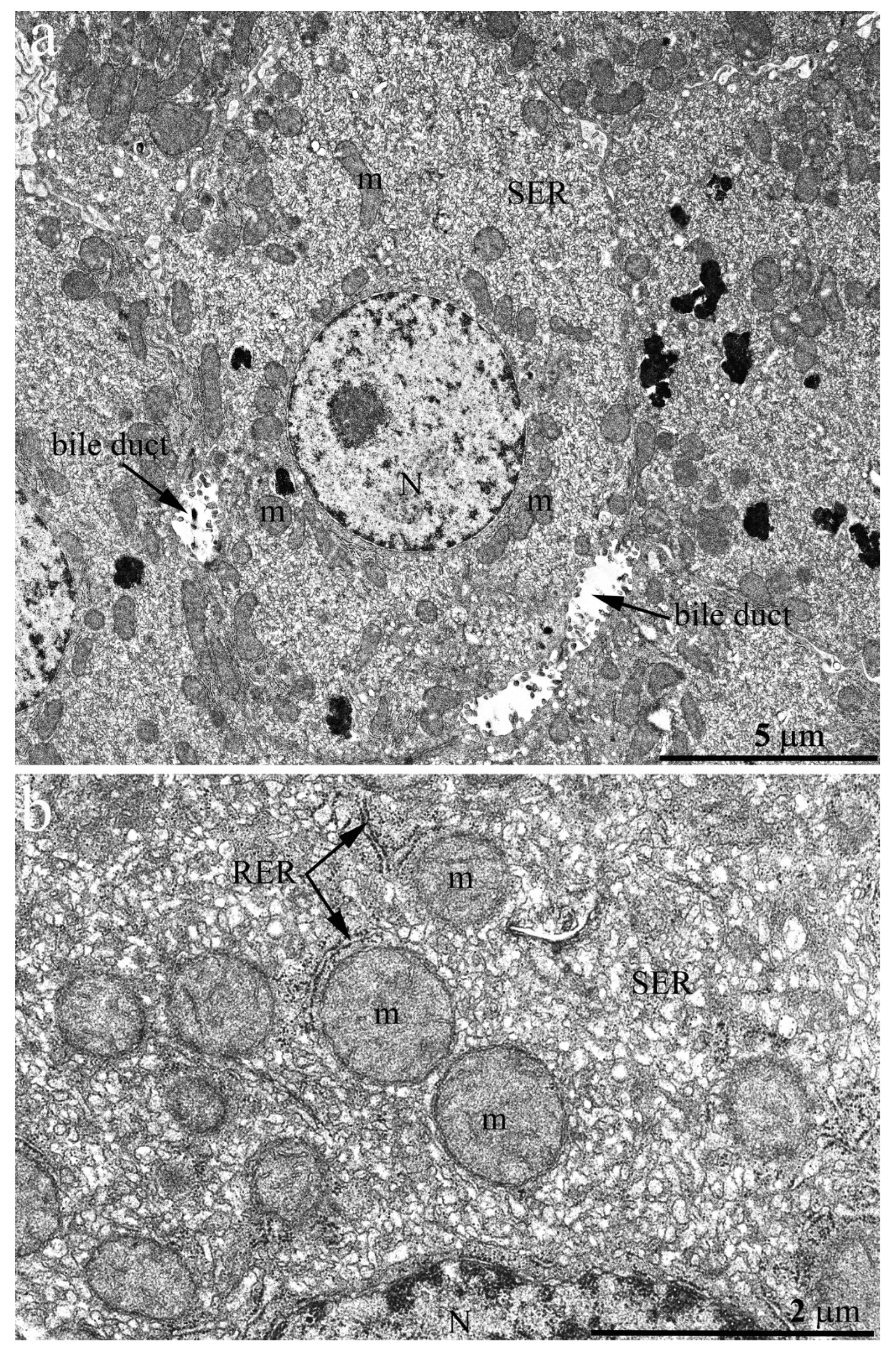 Ijms 23 09067 g005 550