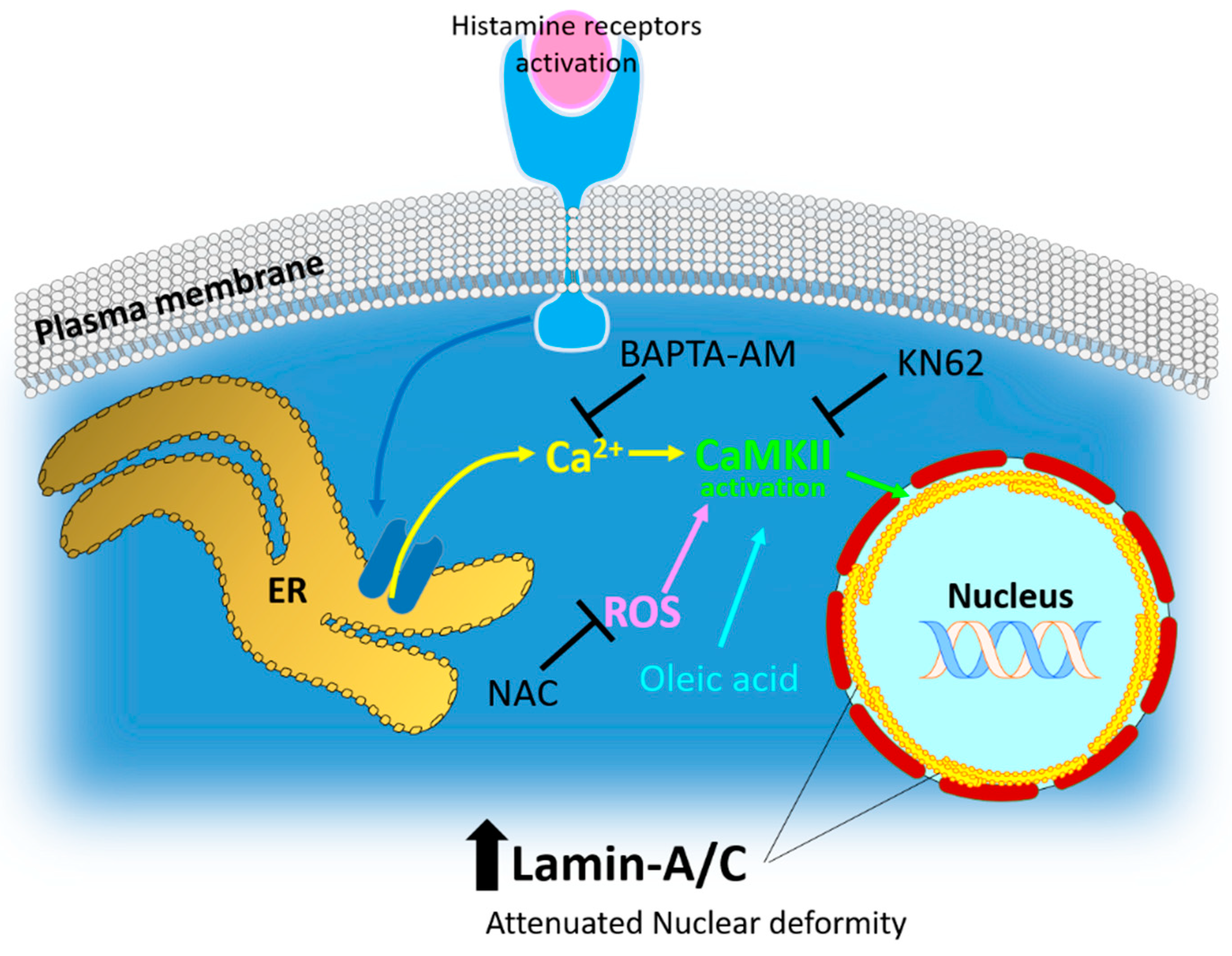 Lamin-A/C Is Modulated by the Involvement of Histamine